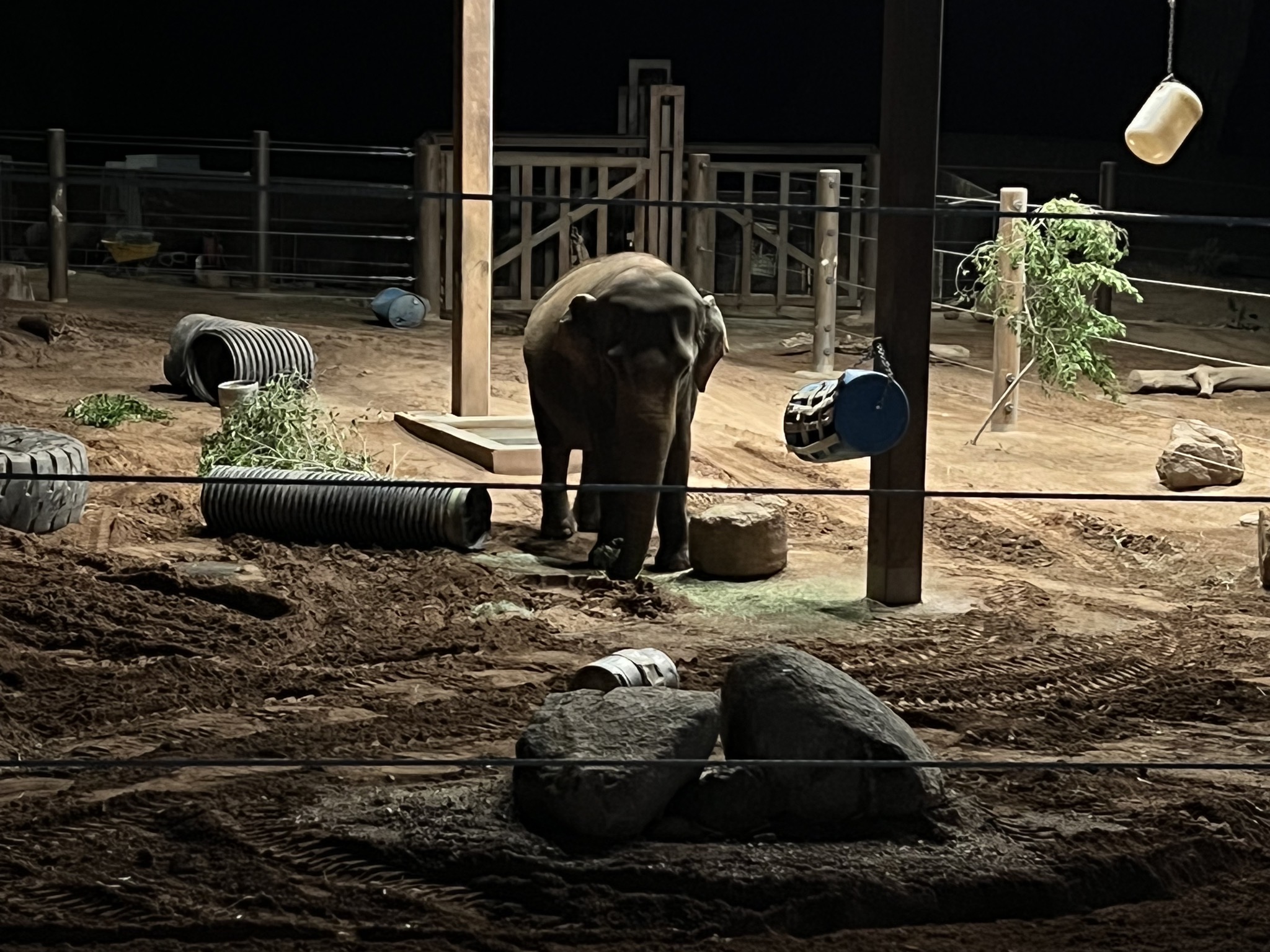 Elephant