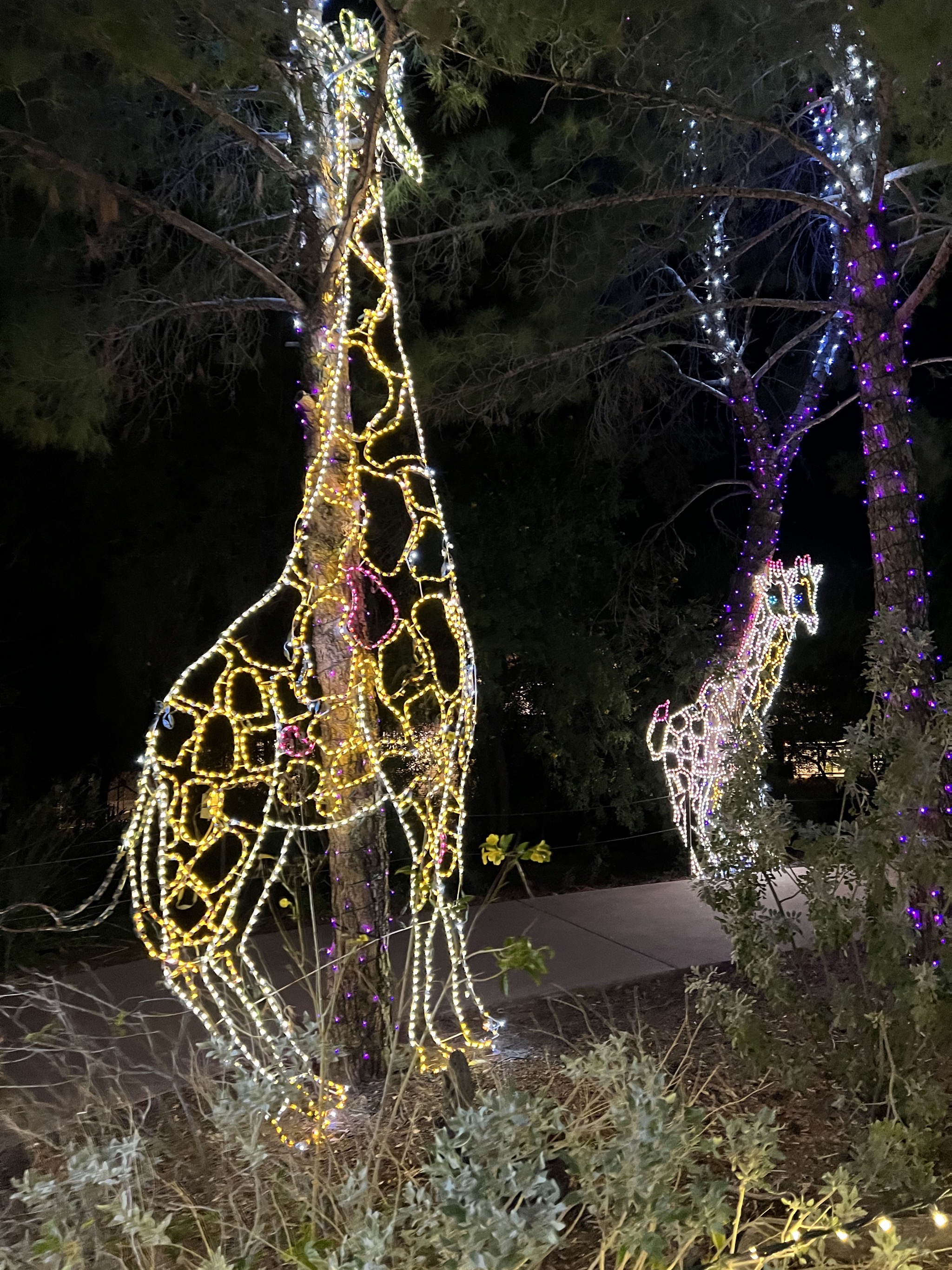 Zoo lights