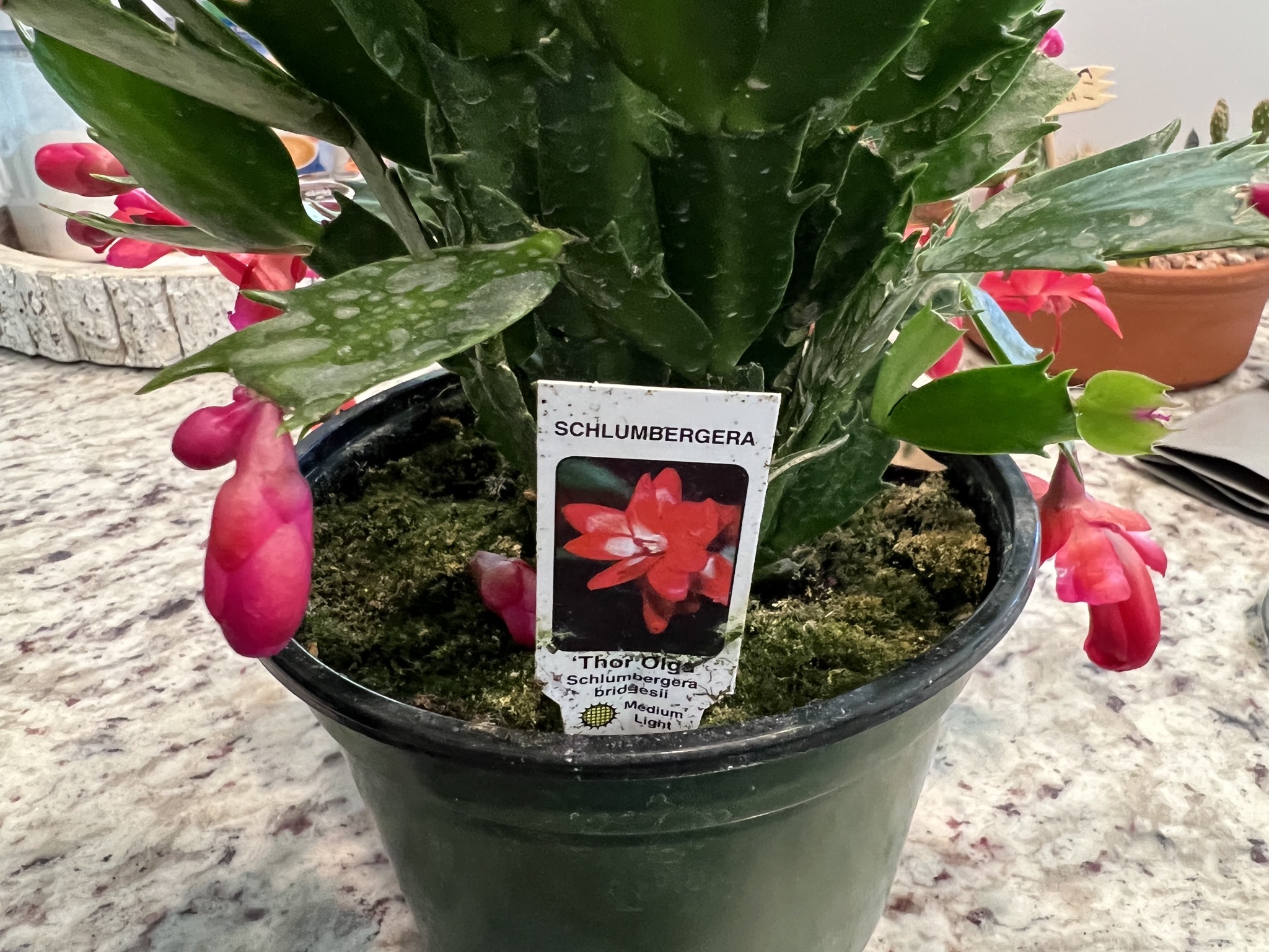 Plant