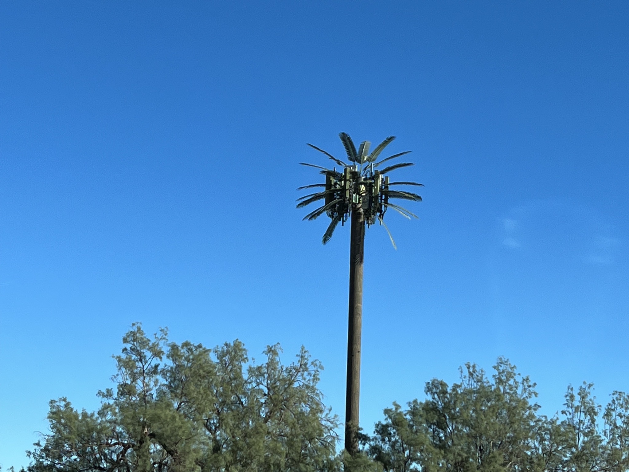 Palm tree cell tower