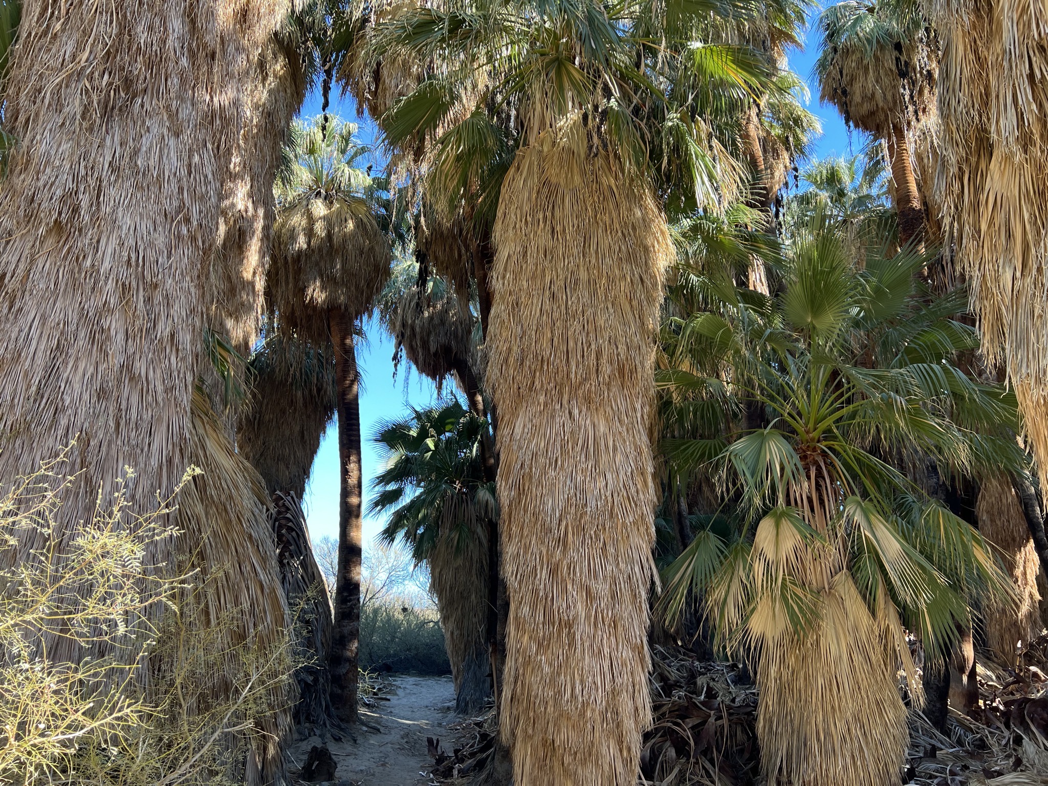 Palm trees