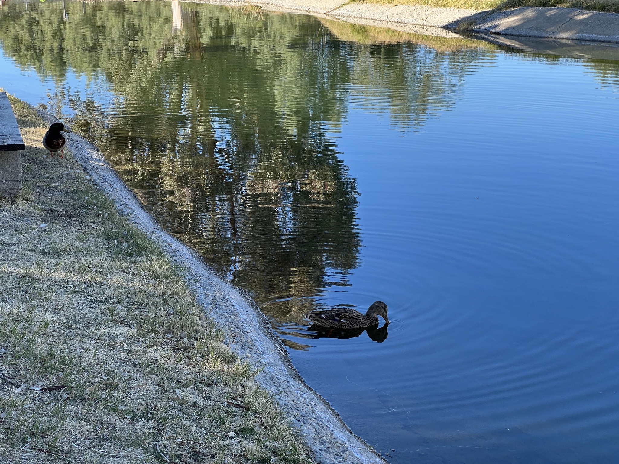 Pond and ducks