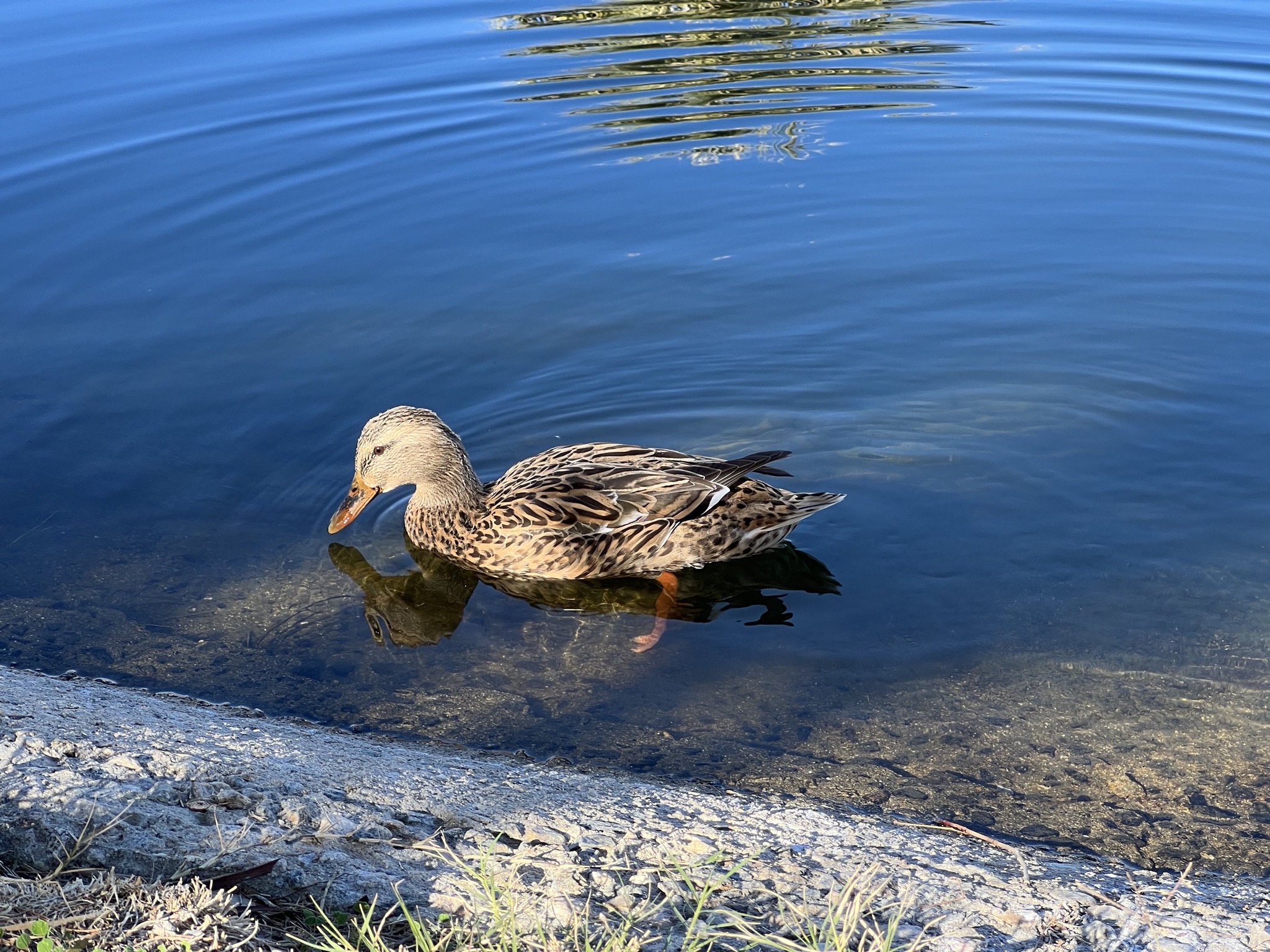 Duck