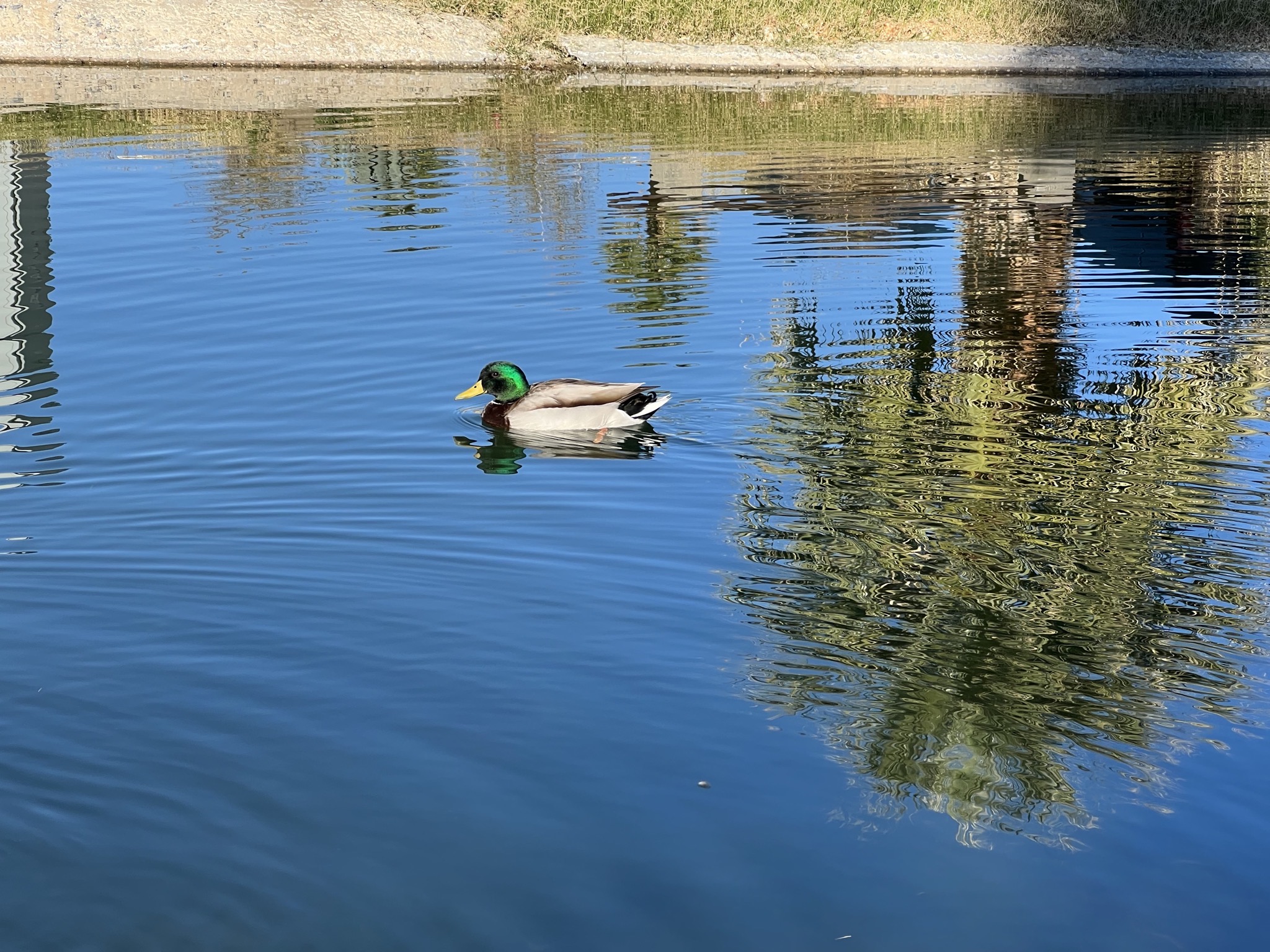 Duck