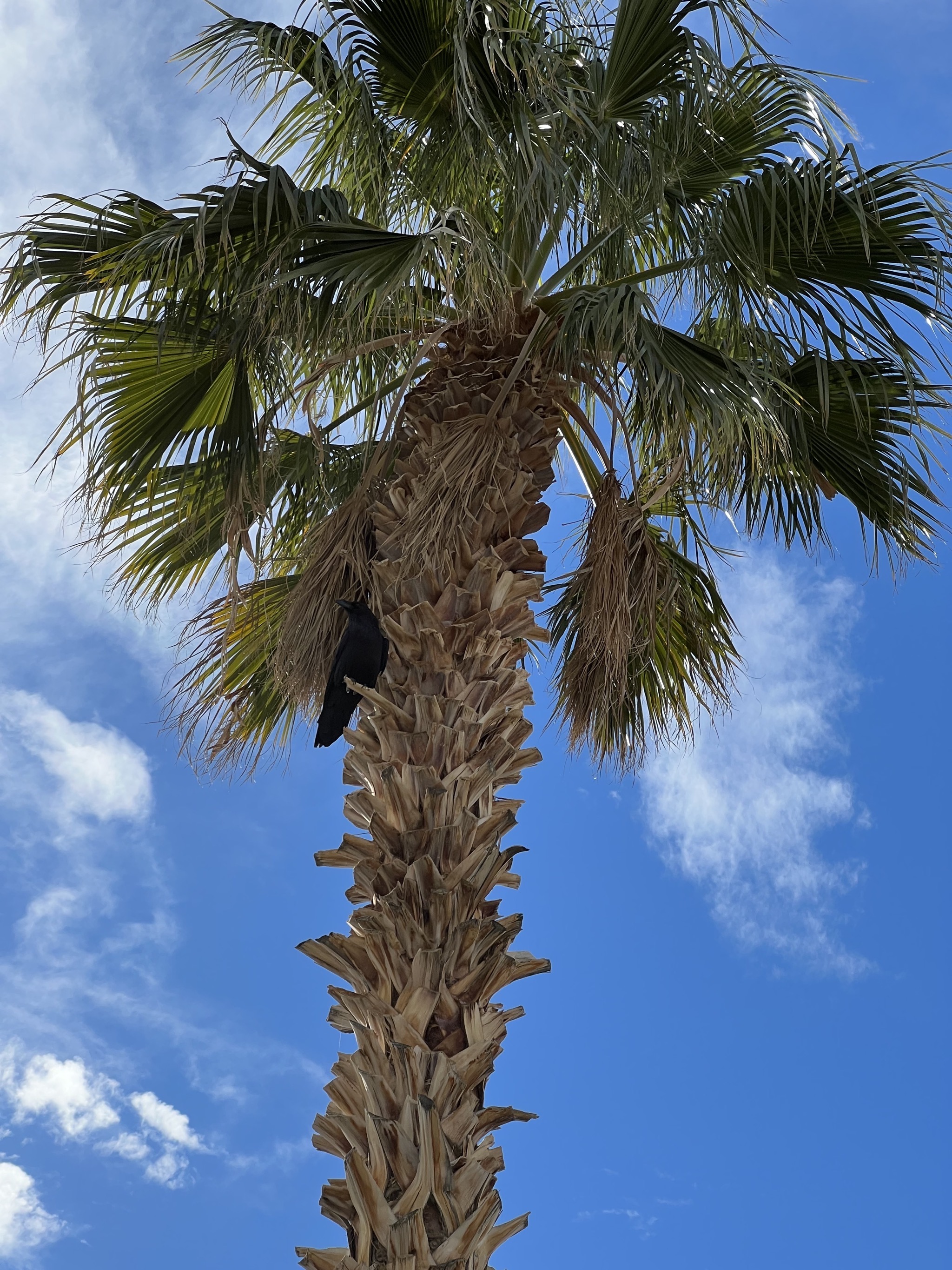 Bird in a palm tree