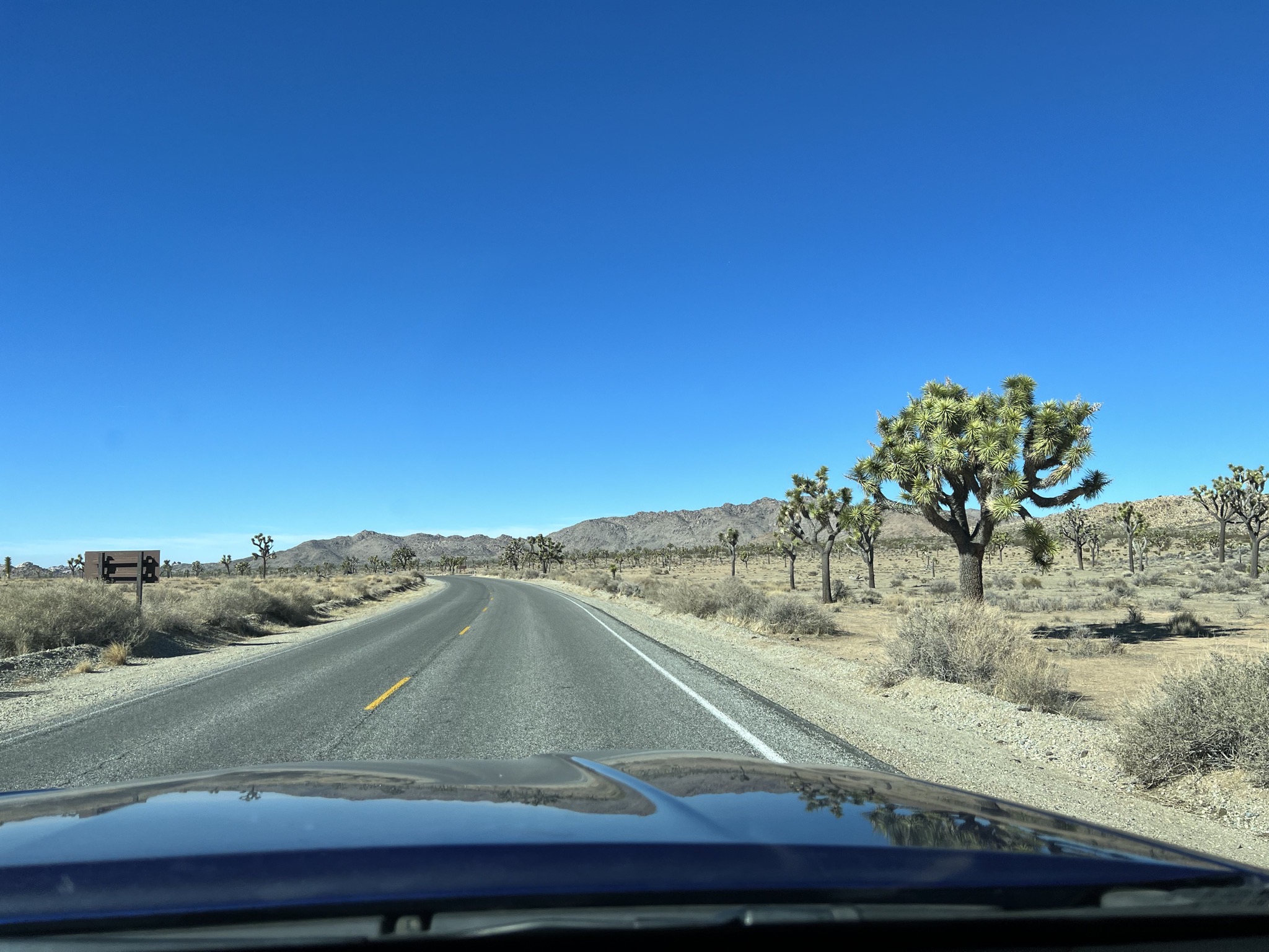 Joshua trees