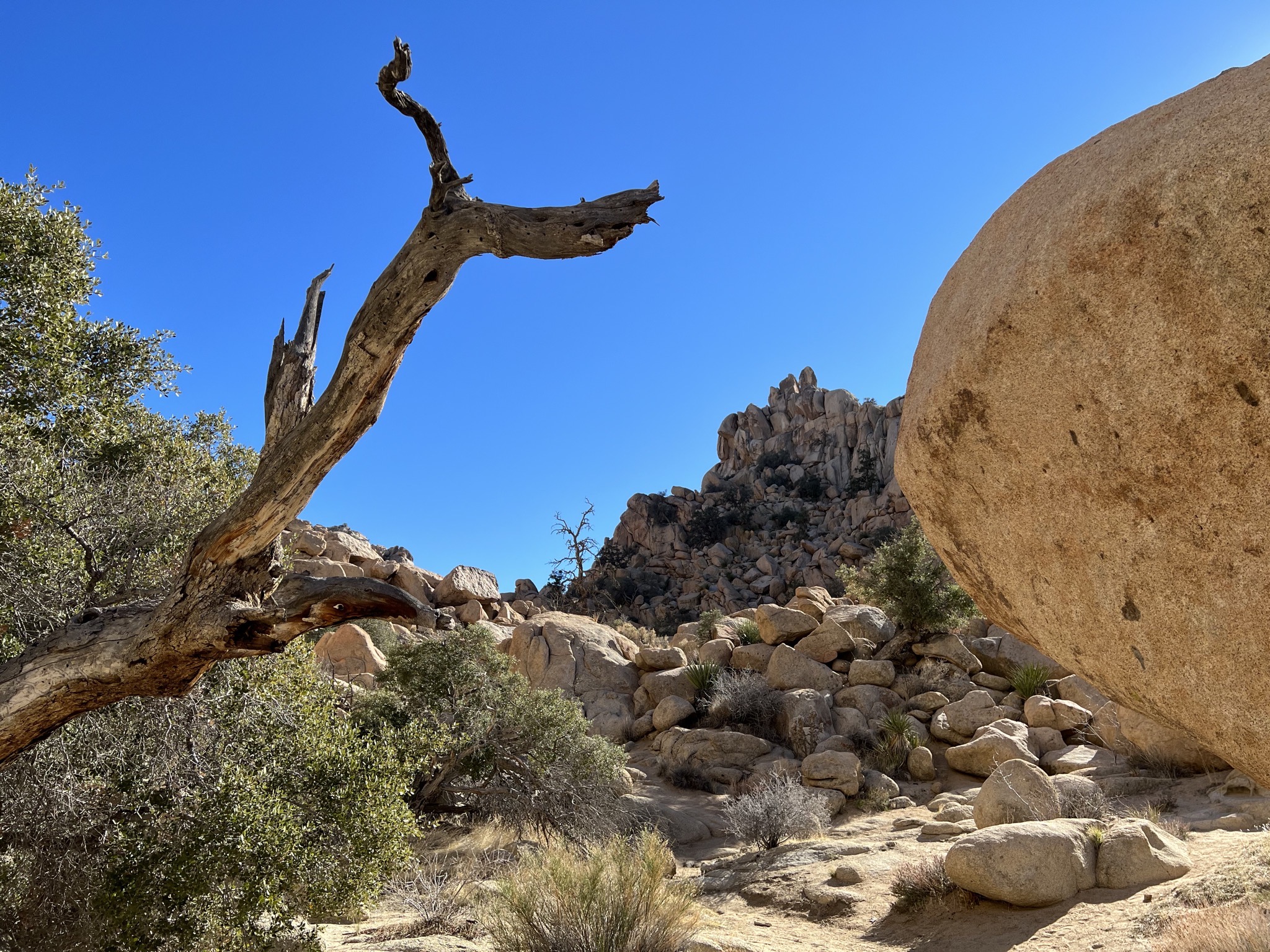 Branch and rock