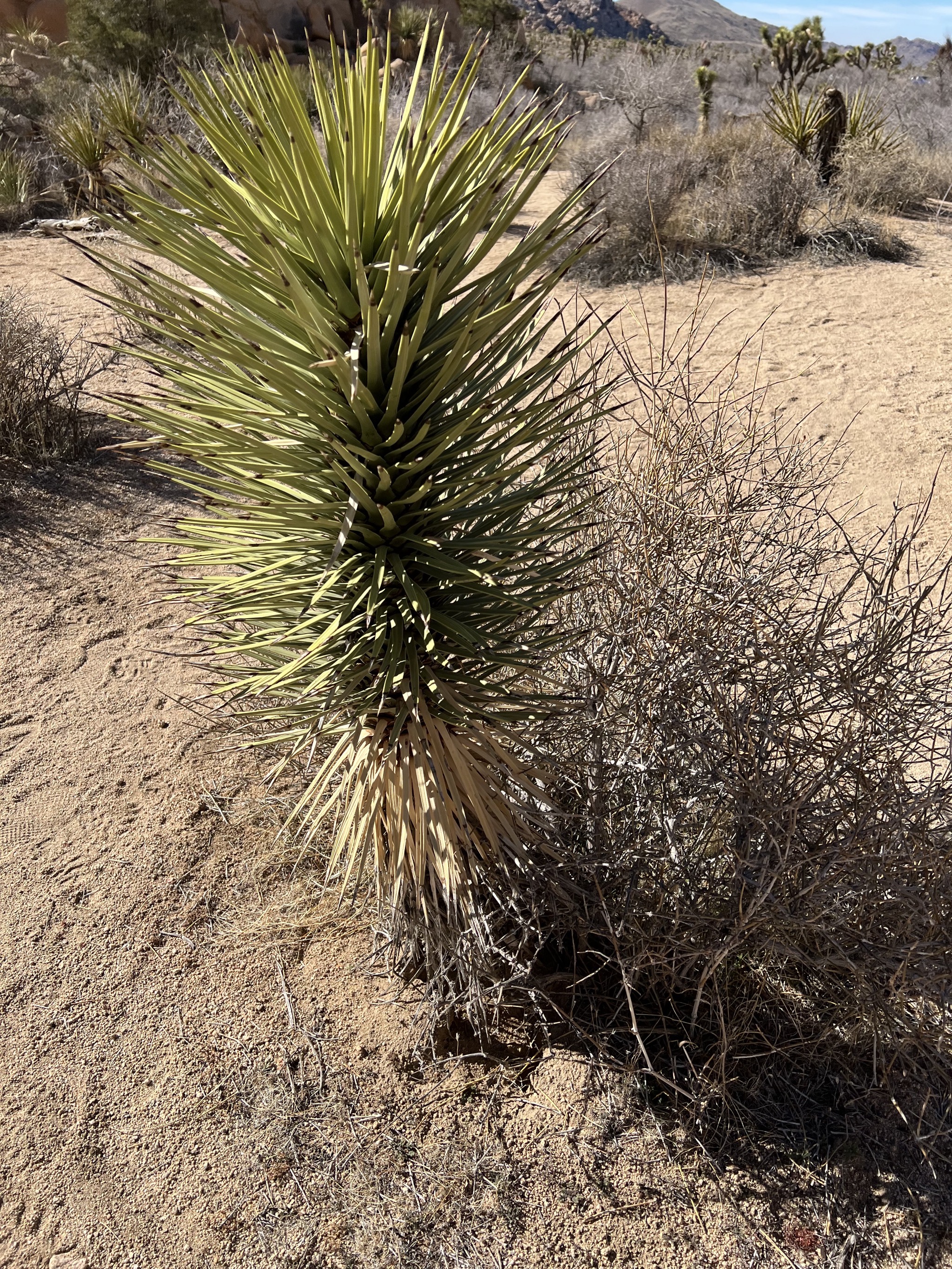 Young joshua tree