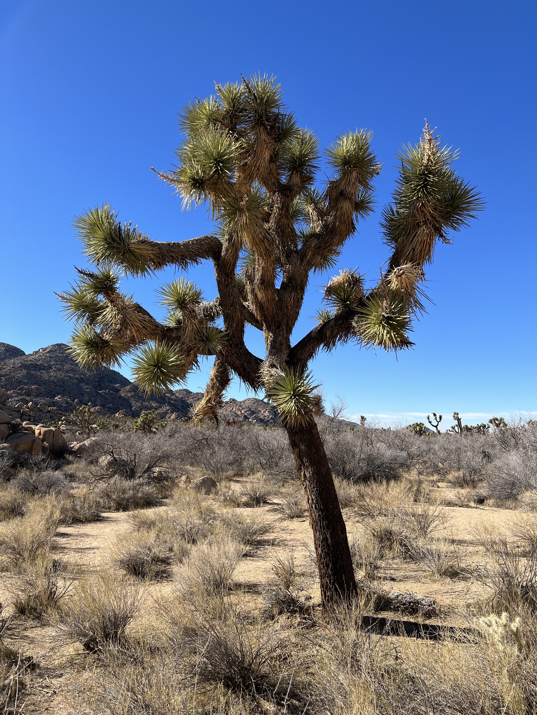 Joshua tree