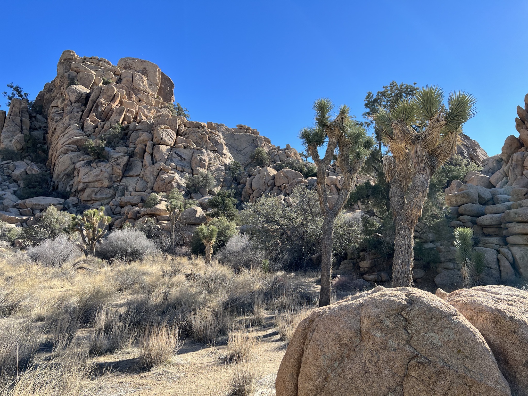 Rocks and joshua trees