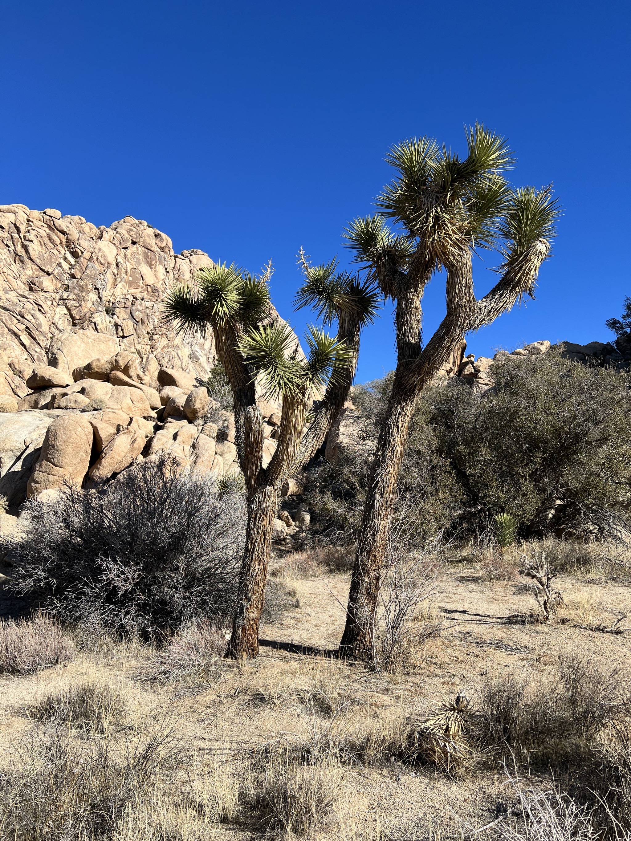 Joshua trees