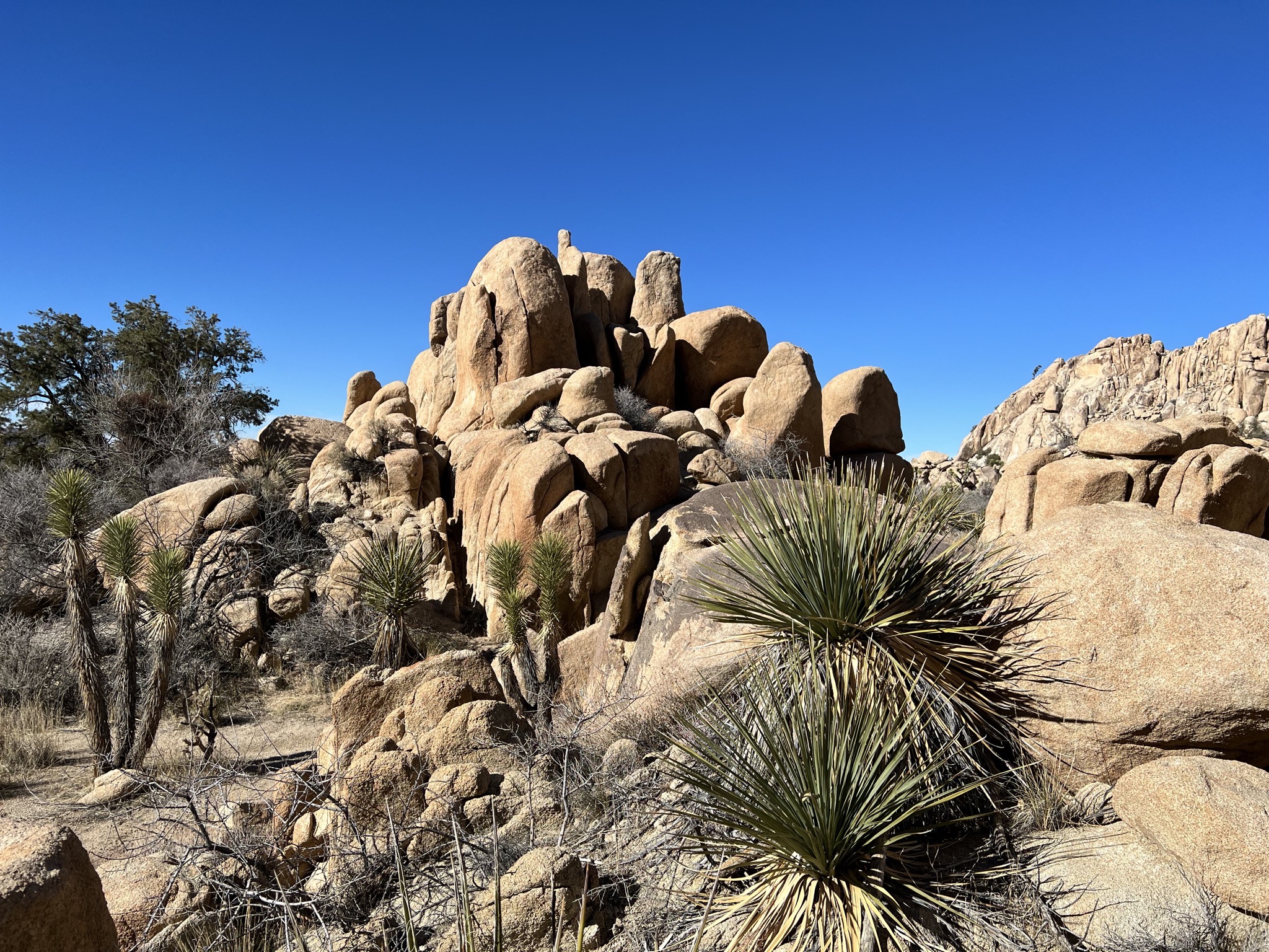 Rocks and joshua trees