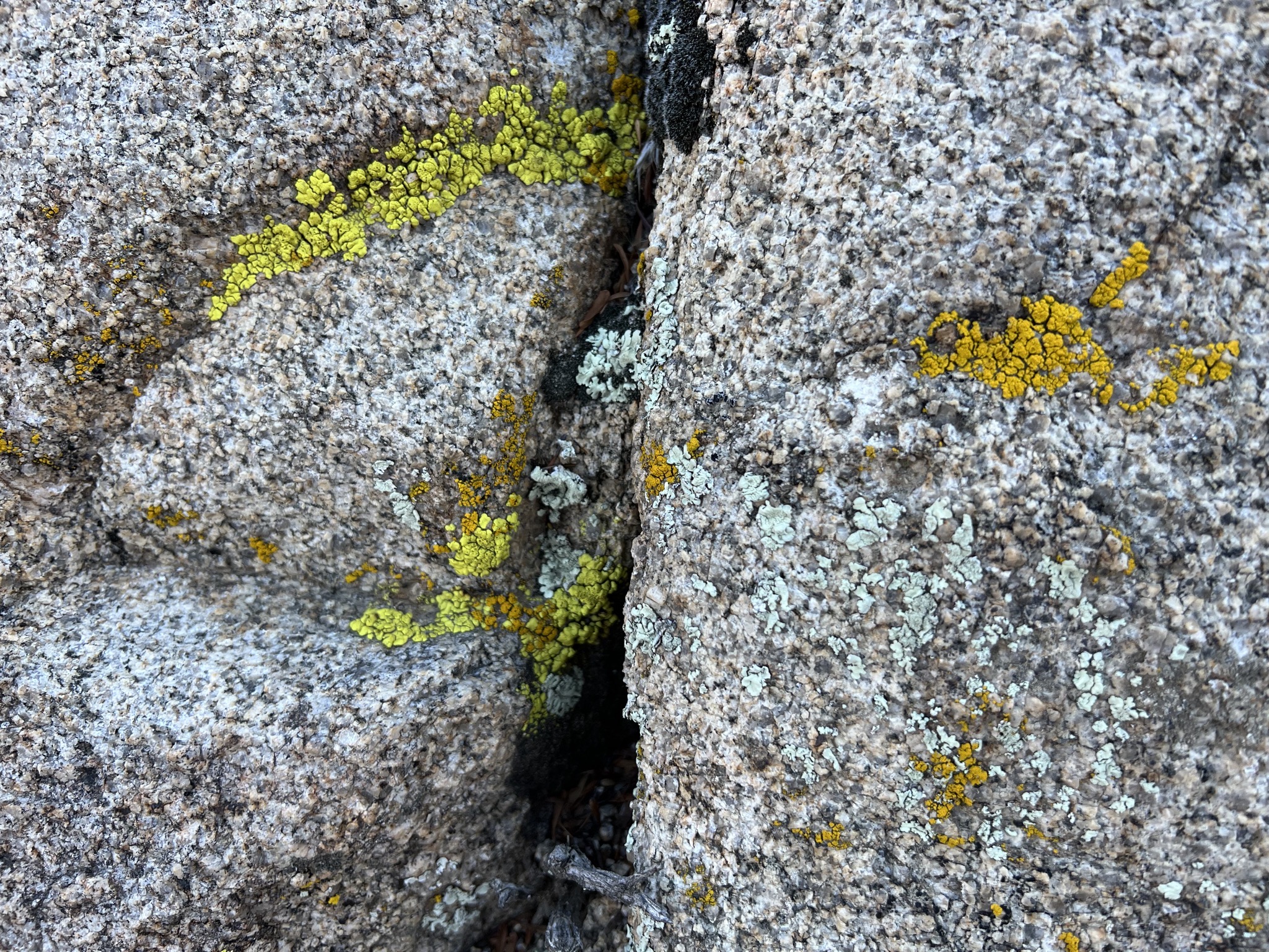 Three colors of lichen
