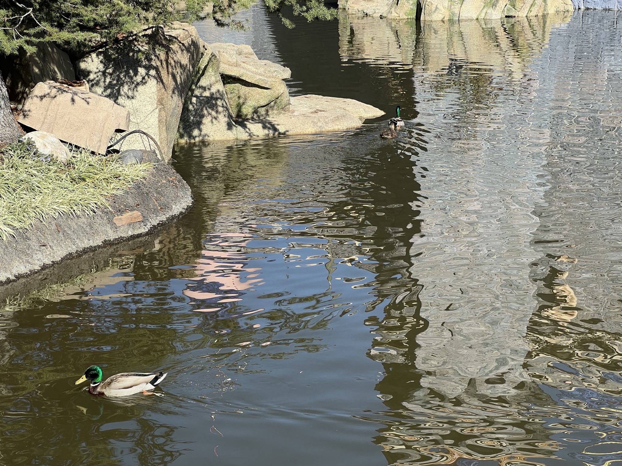 Ducks