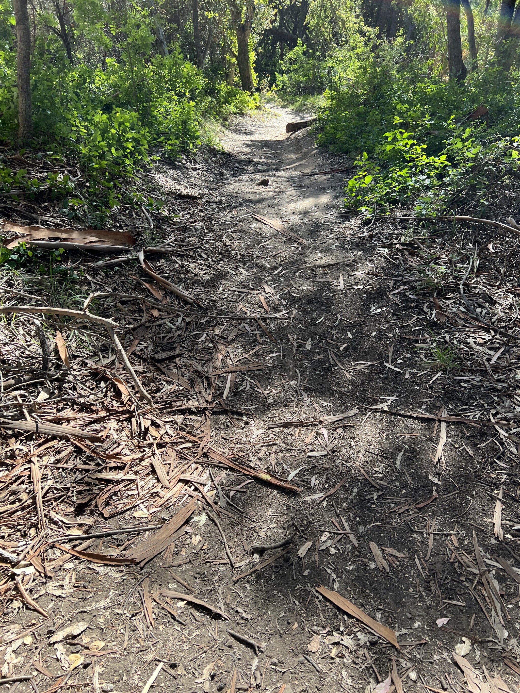 Trail