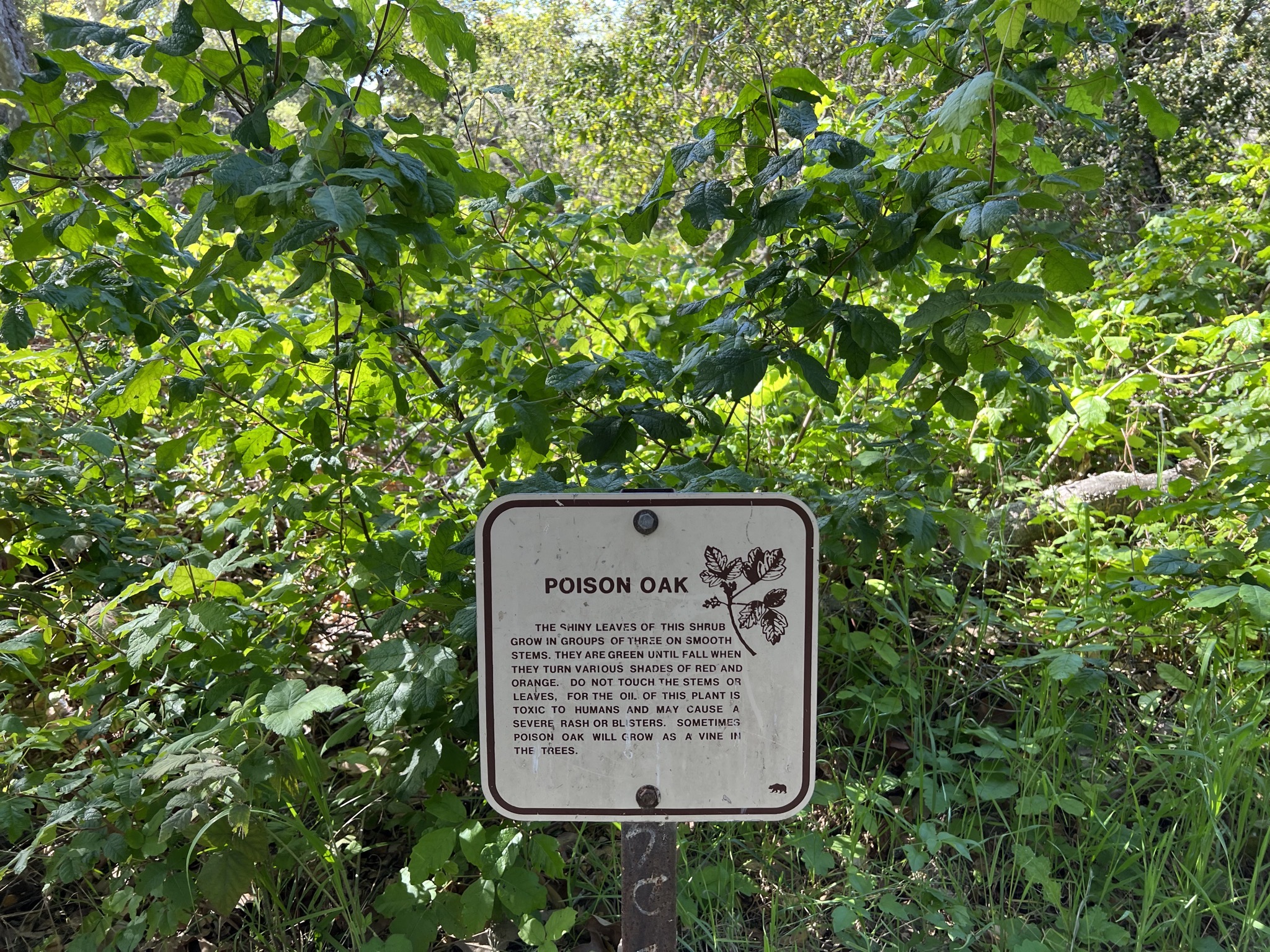 Poison oak