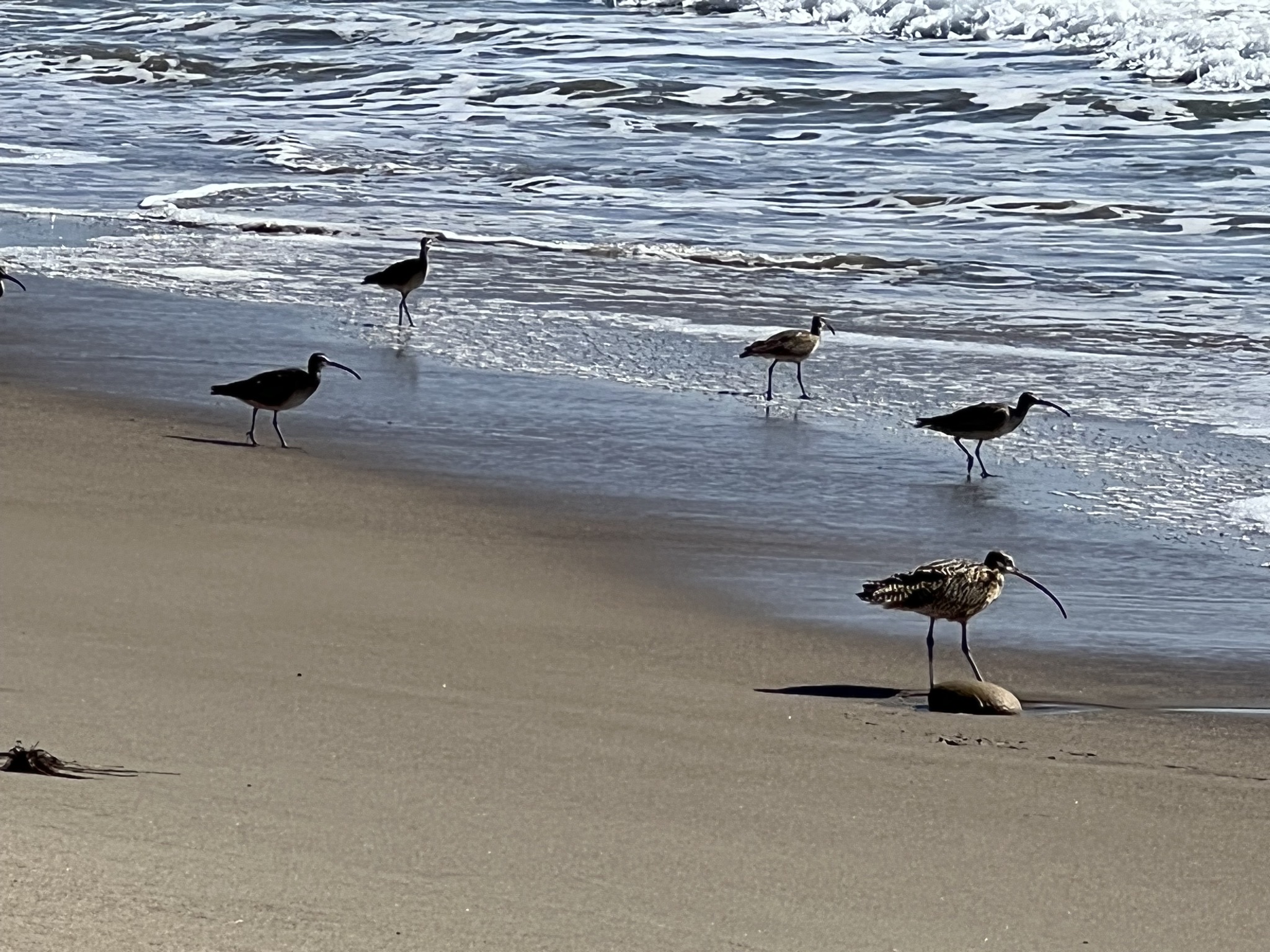 Sandpipers