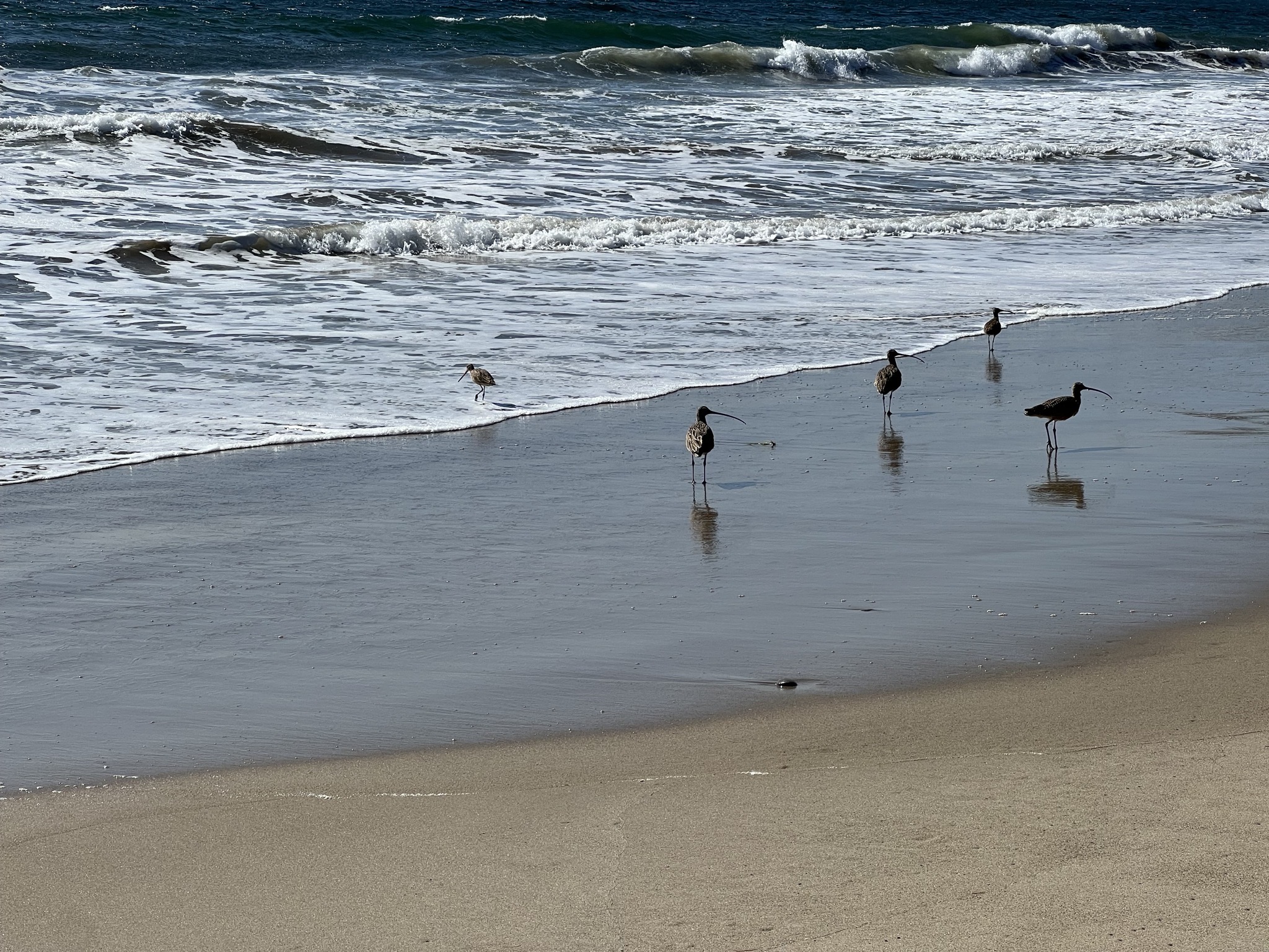 Sandpipers