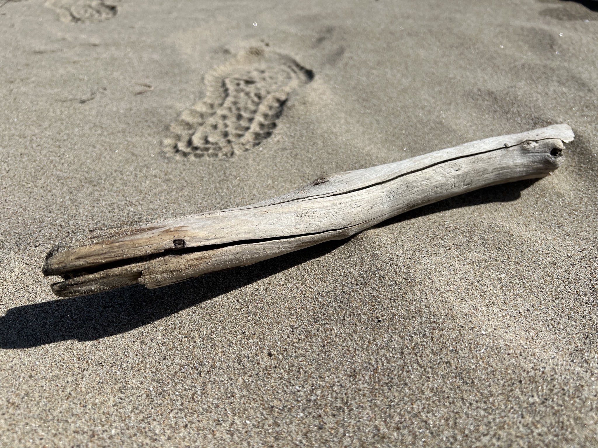 Driftwood