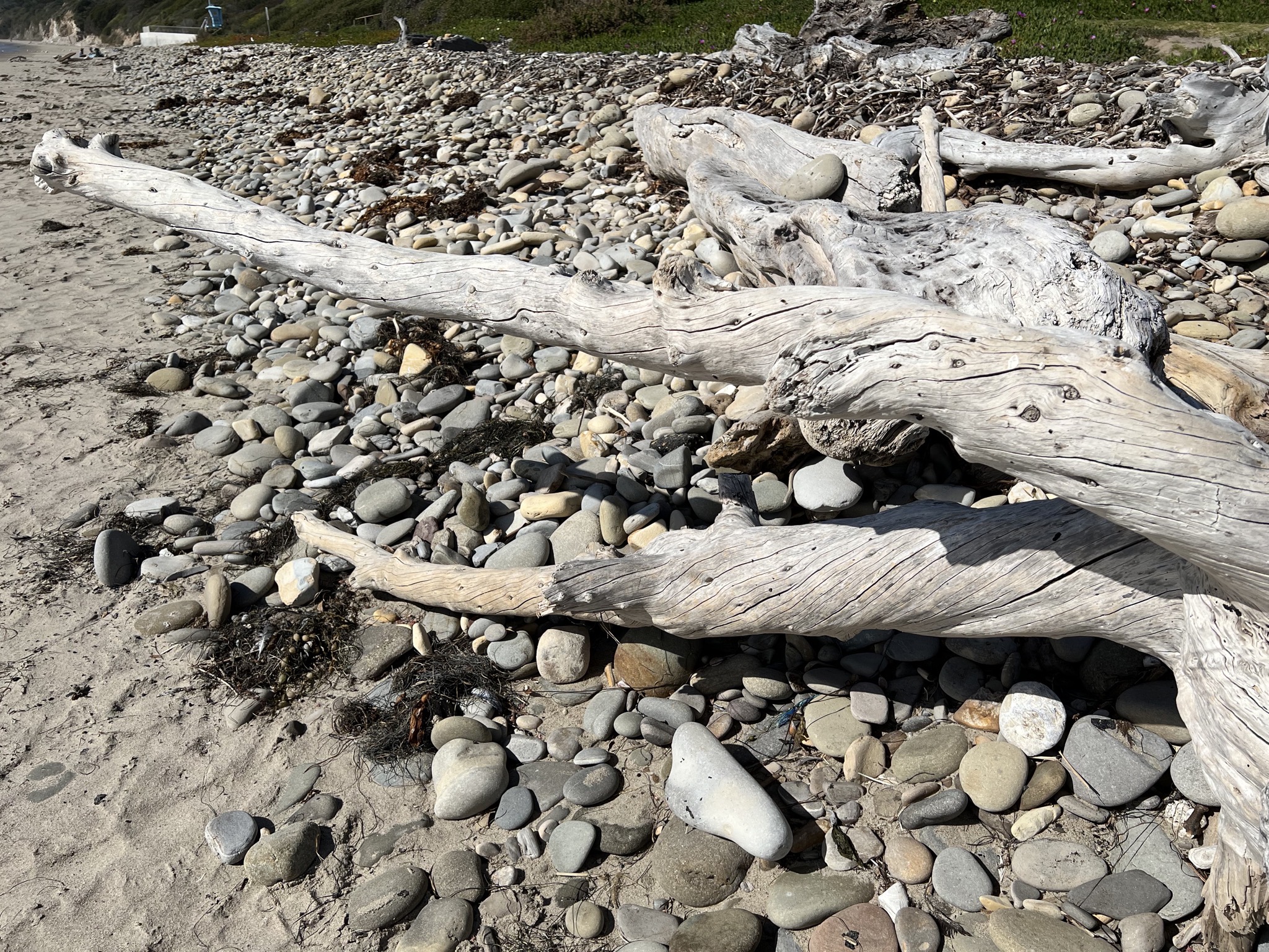 Driftwood