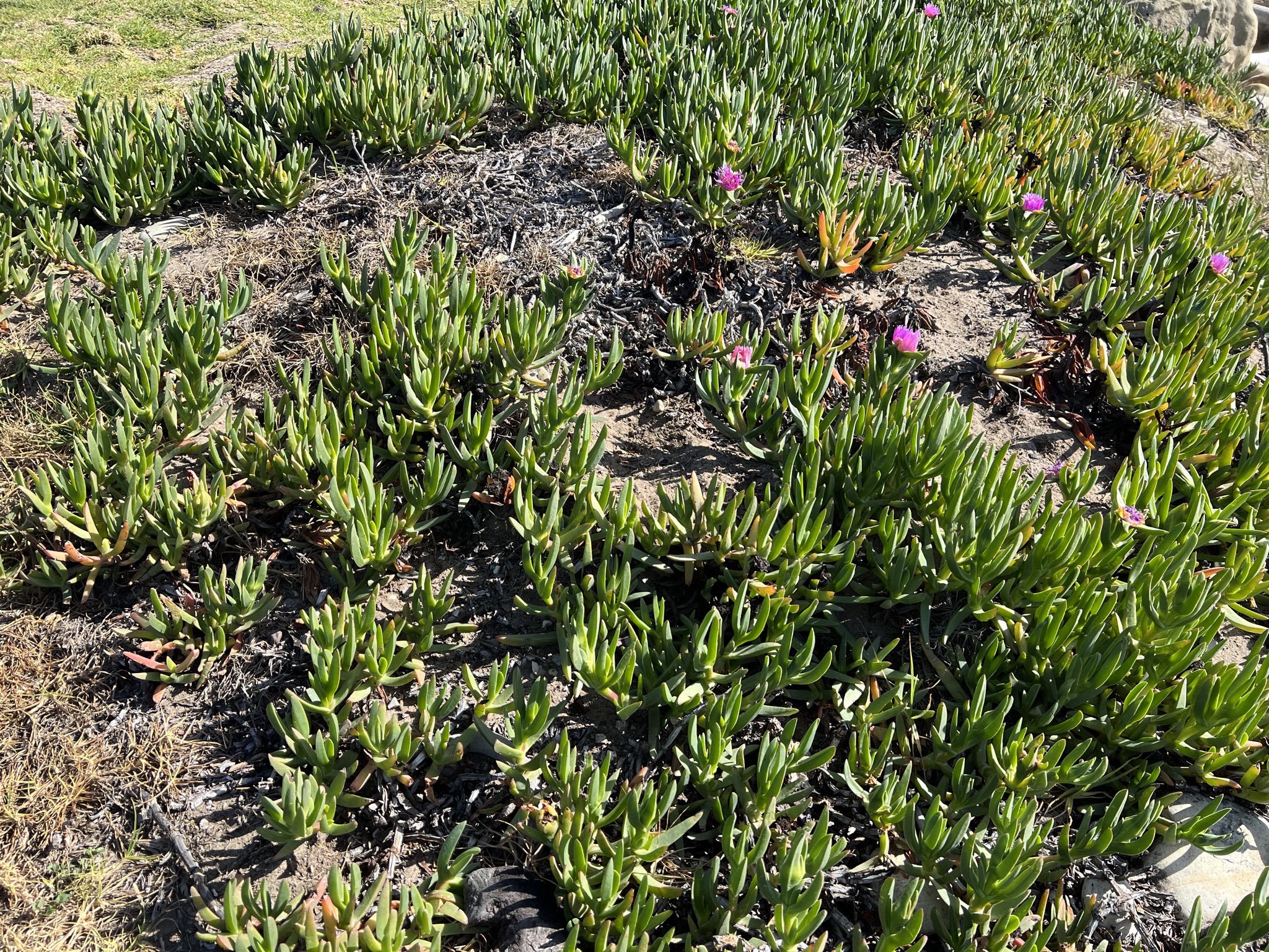 Flowering plants