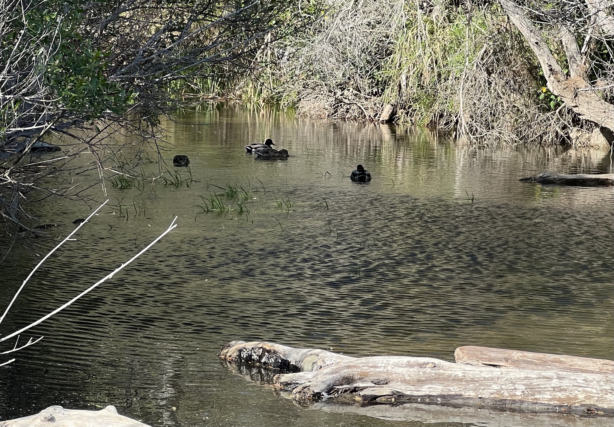 Ducks