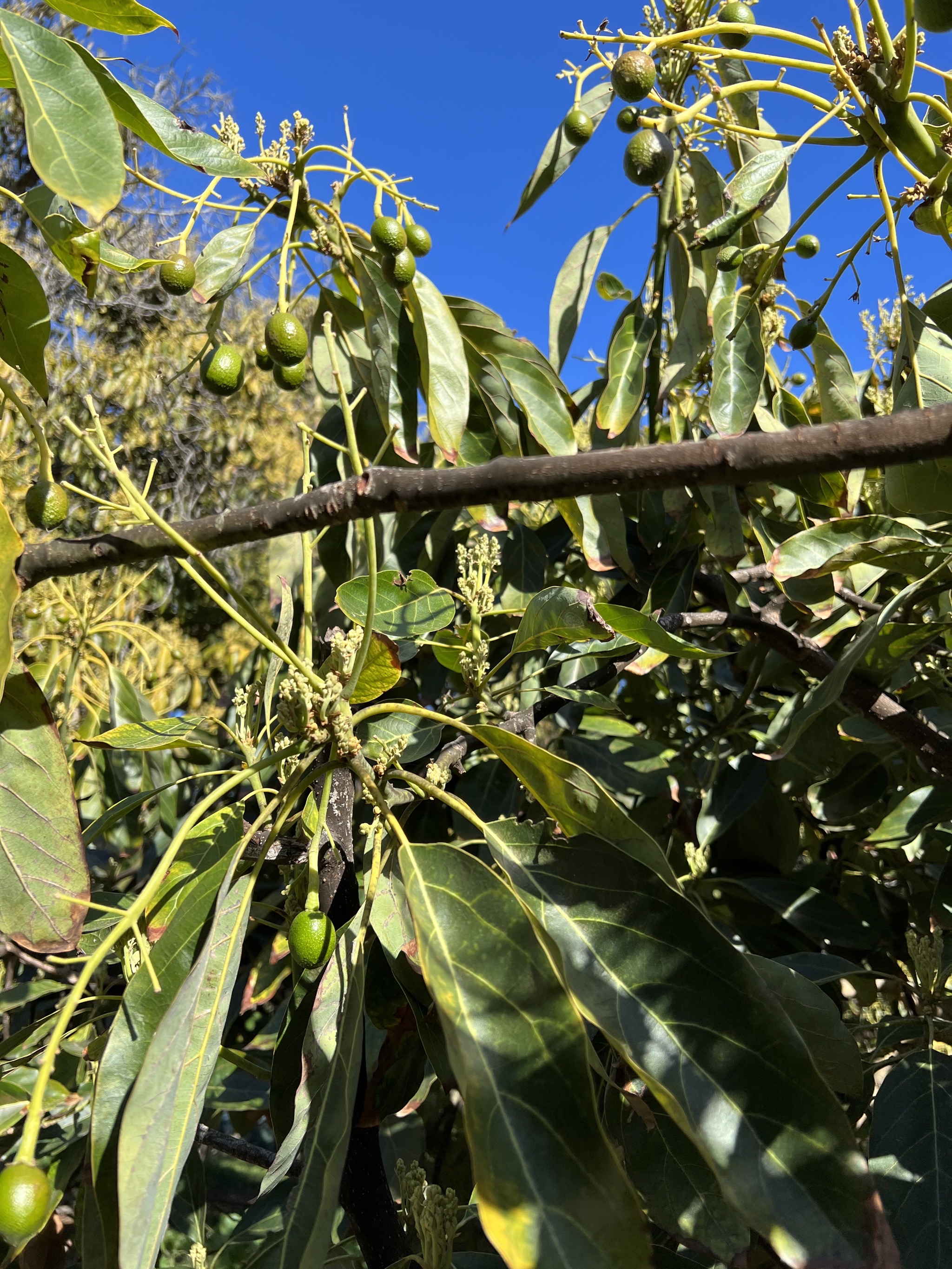 Avocados