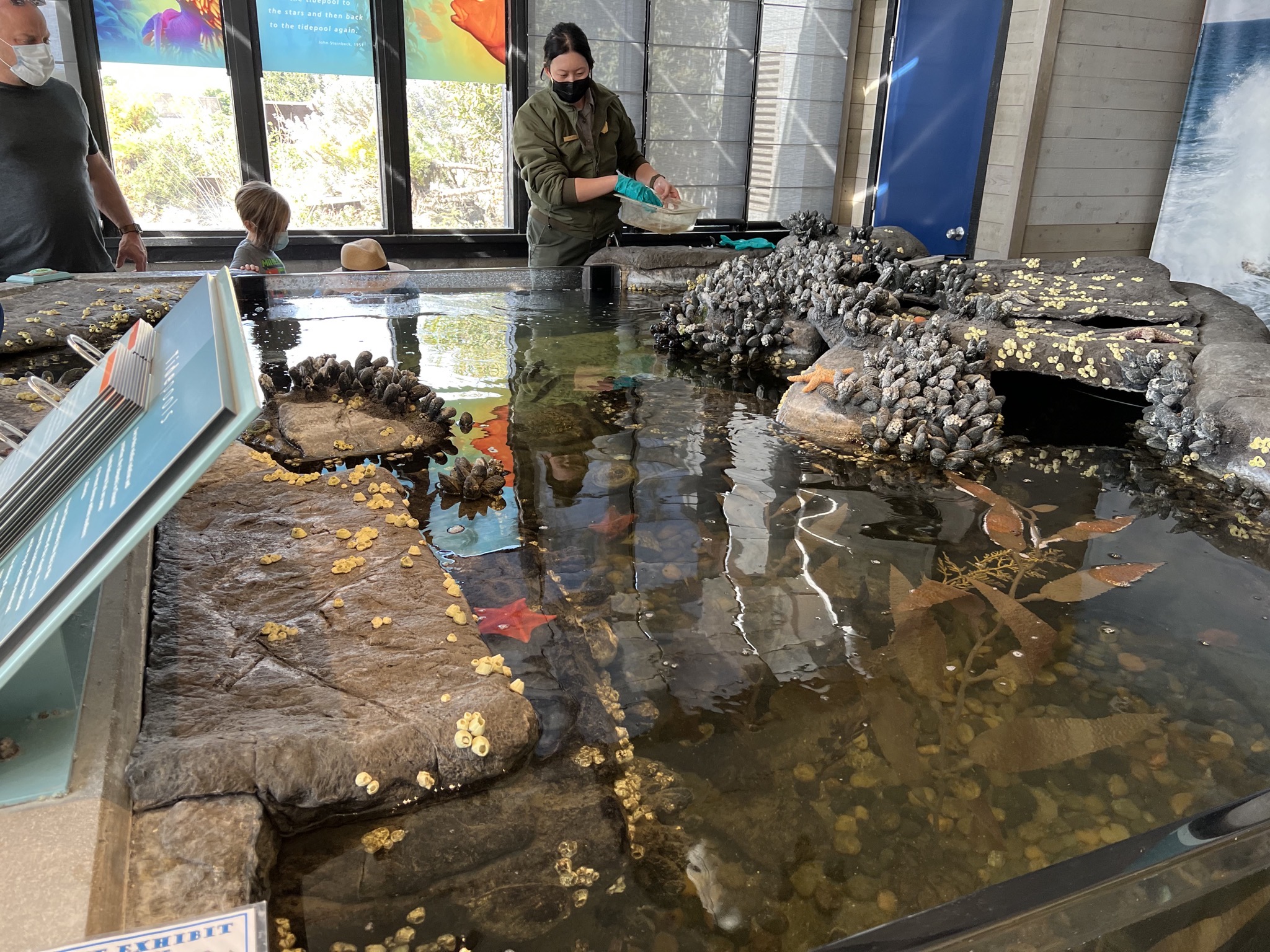 Tide pool