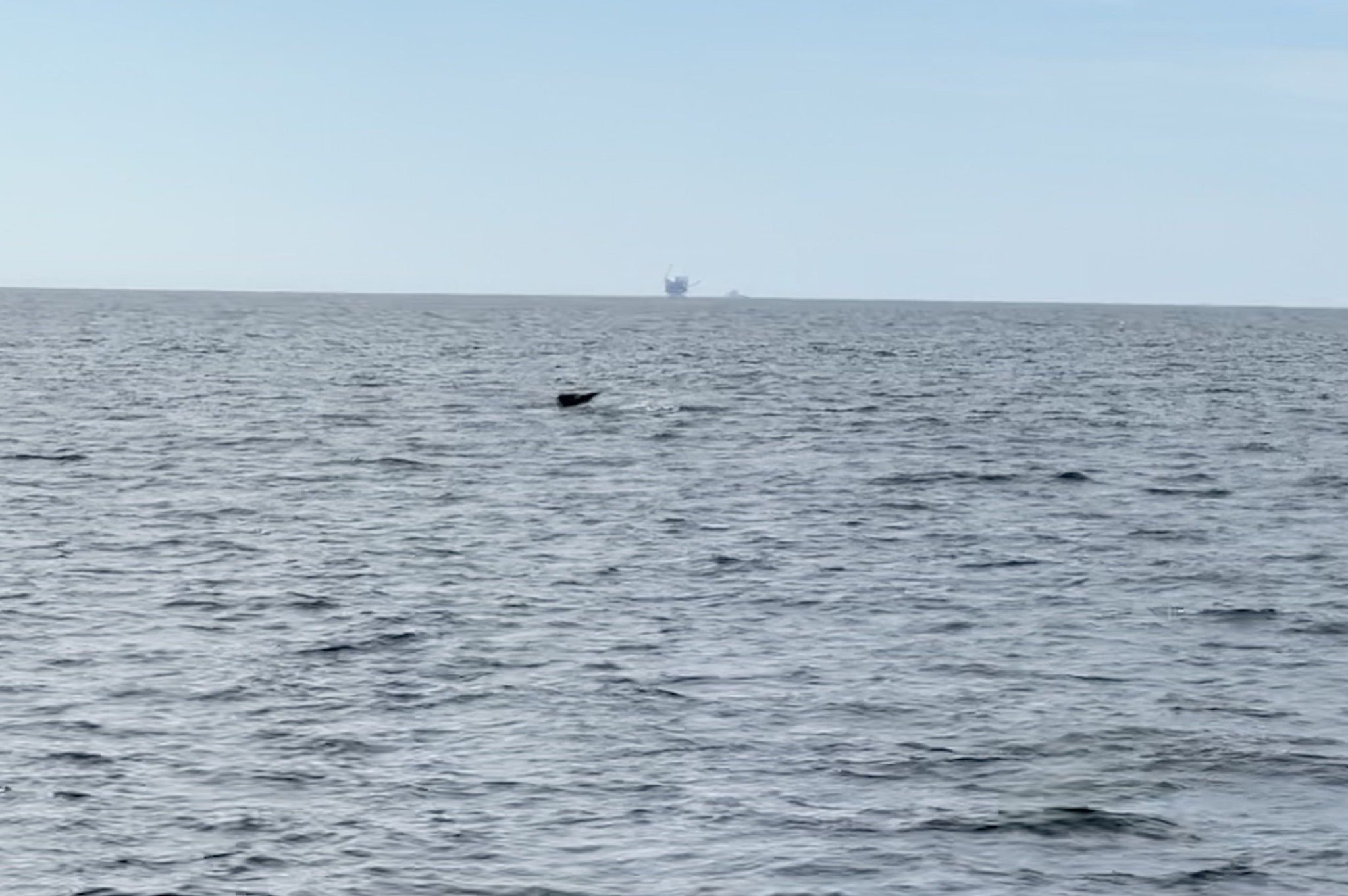 Whale tail