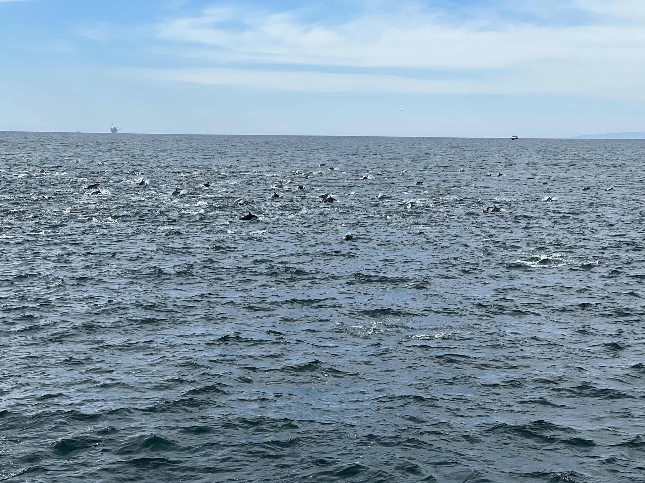 Pod of dolphins