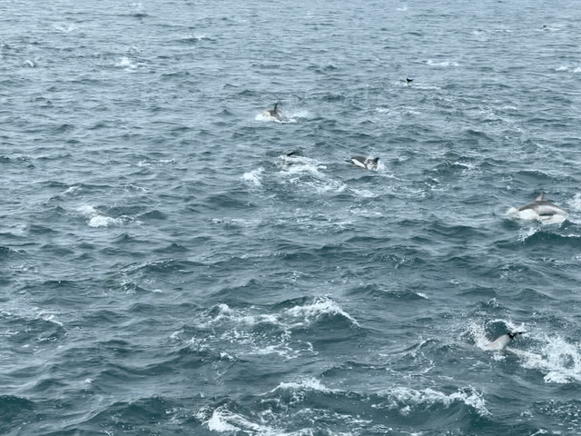 Dolphins GIF