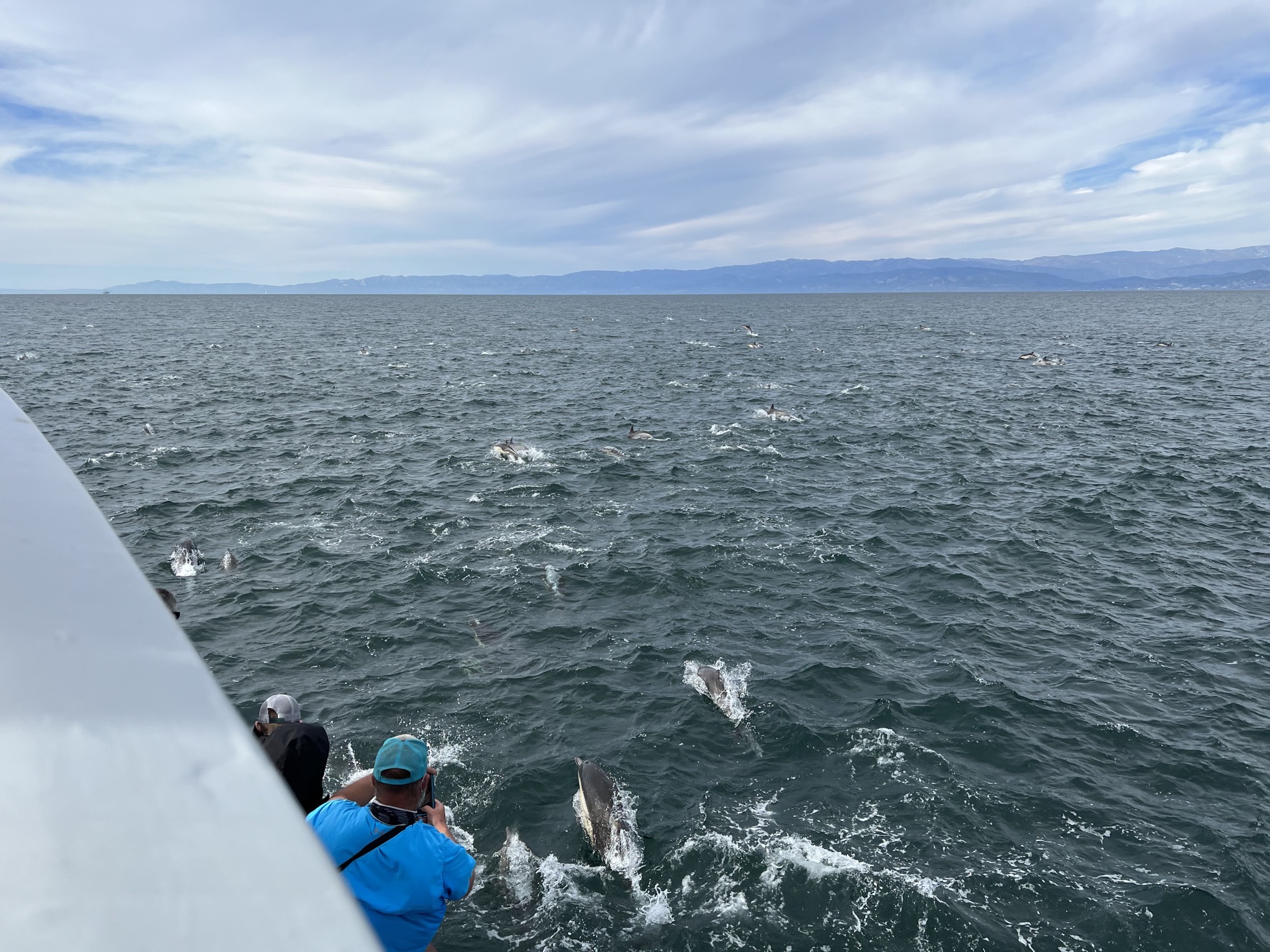 Dolphins