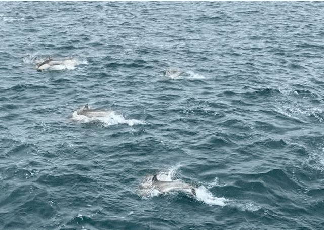 Dolphins GIF