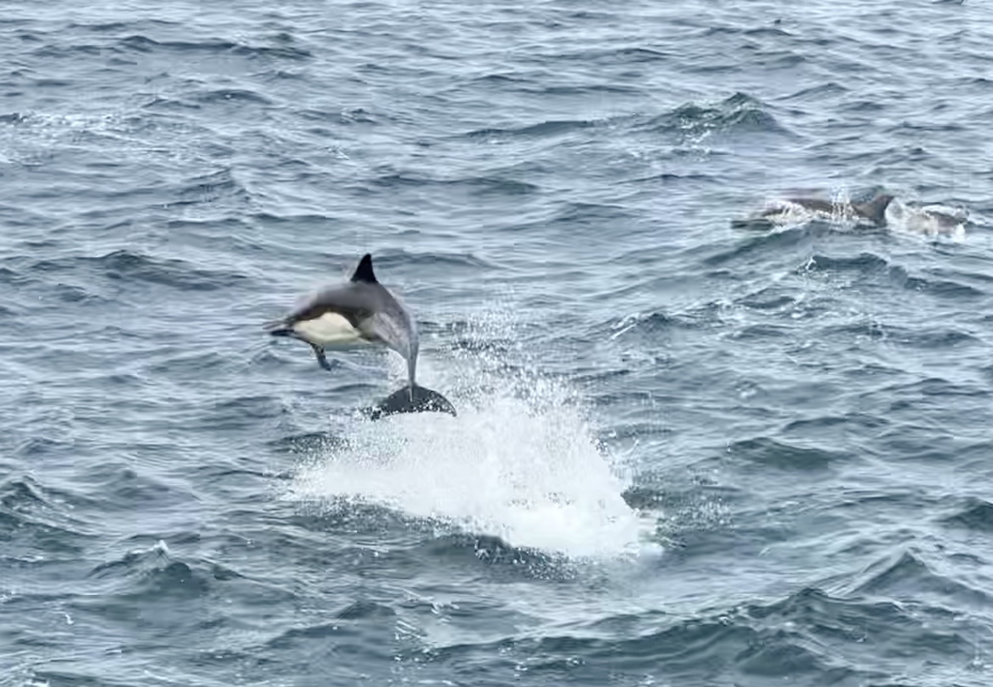 Dolphins