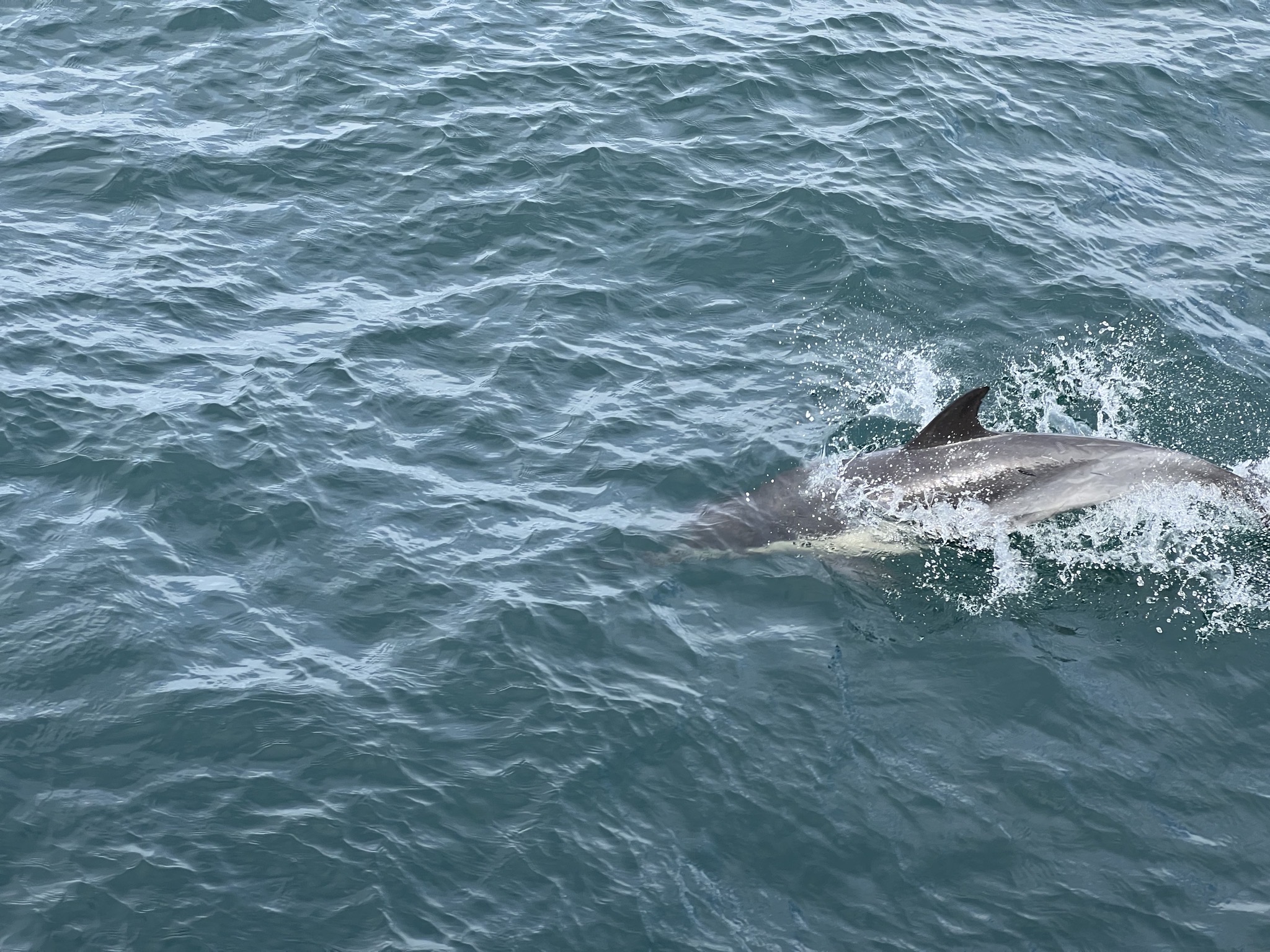 Dolphins
