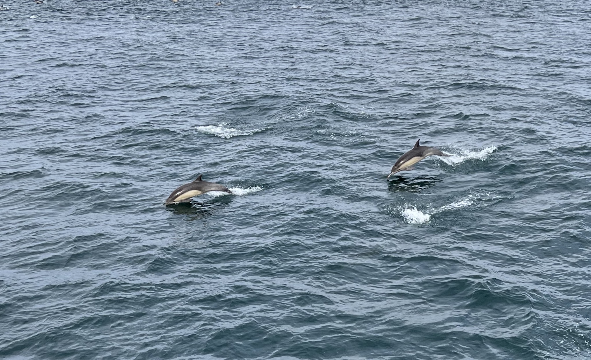 Dolphins