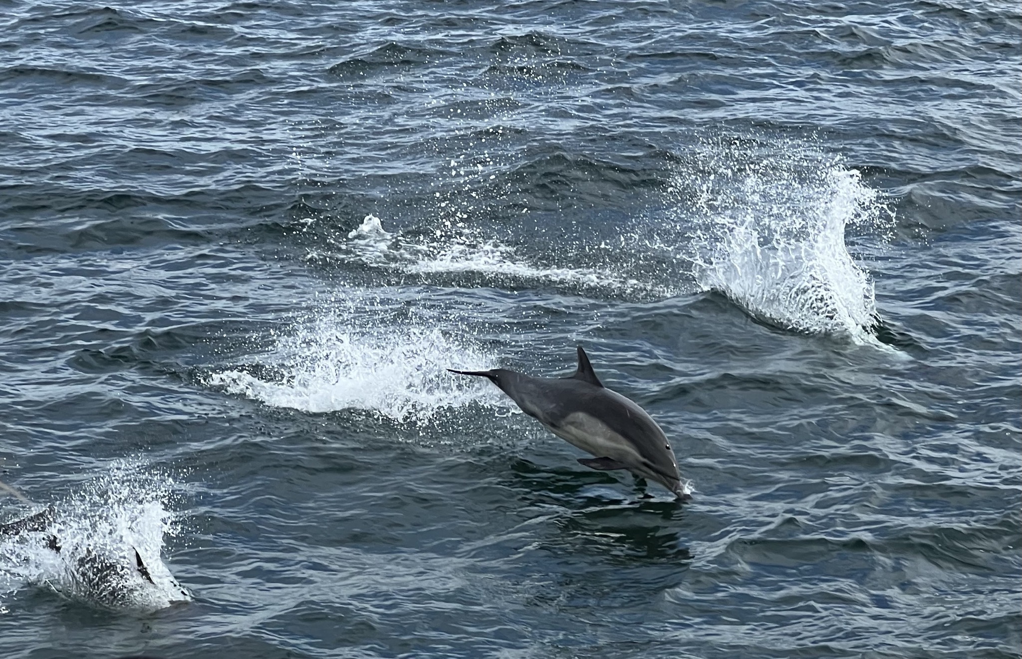 Dolphins