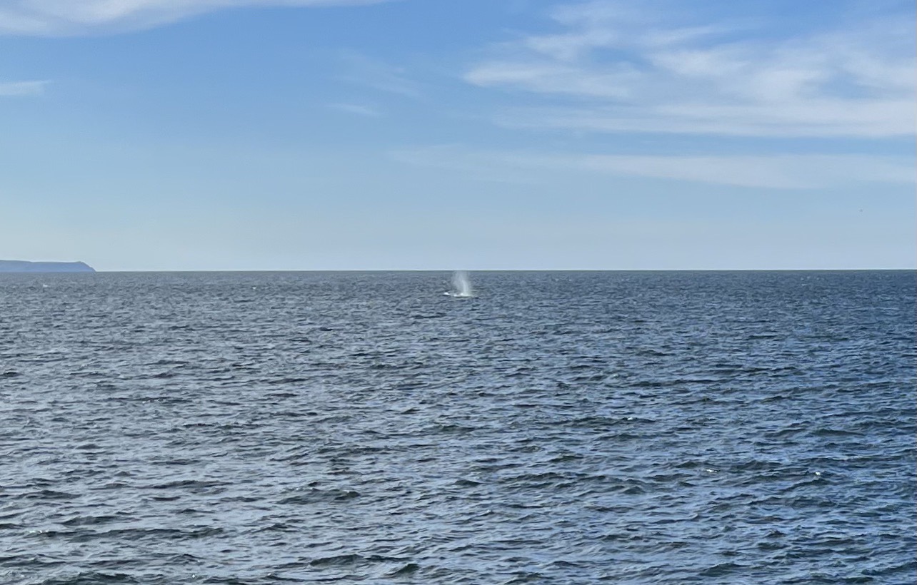 Whale sign