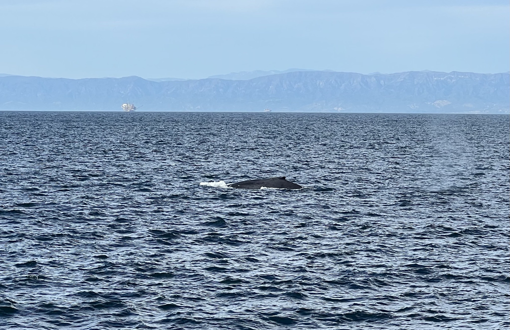 Whale