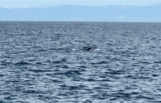 Whale GIF