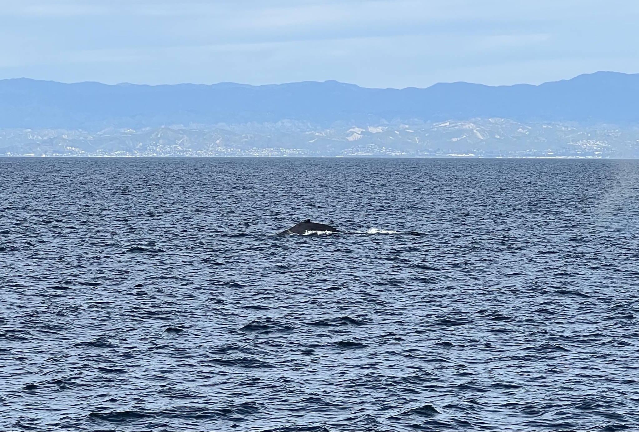 Whale