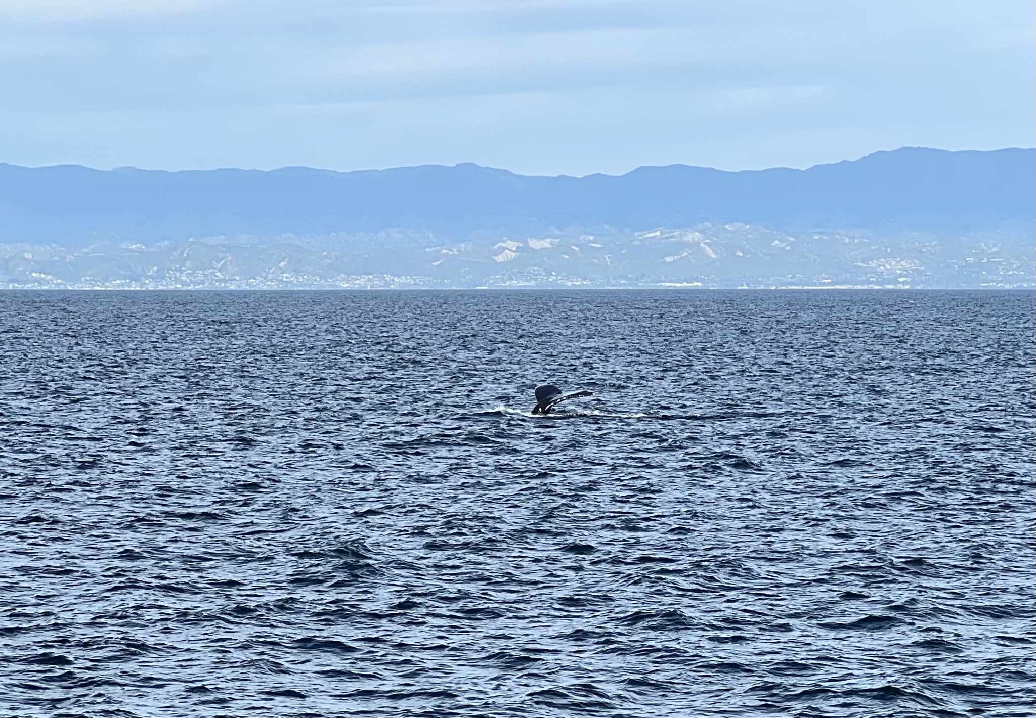 Whale