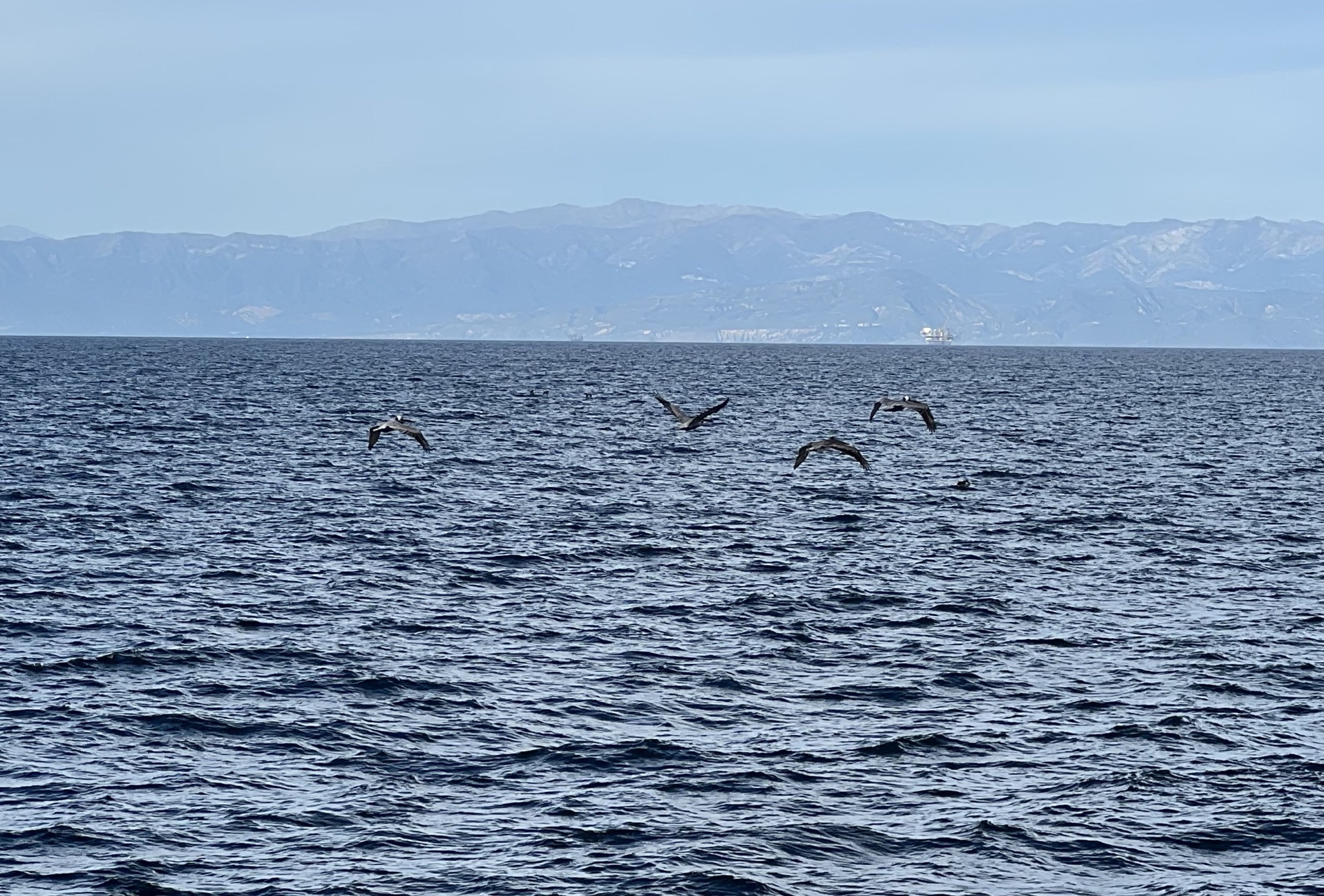Pelicans