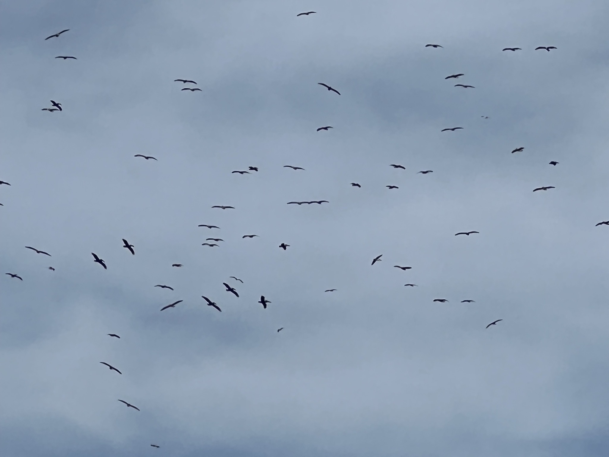 Birds