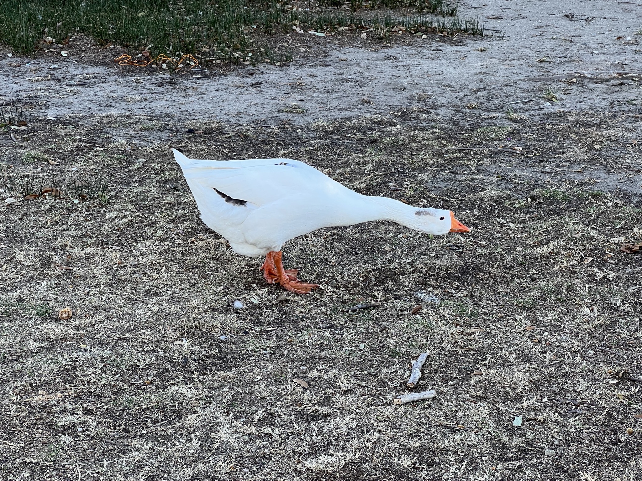 Goose