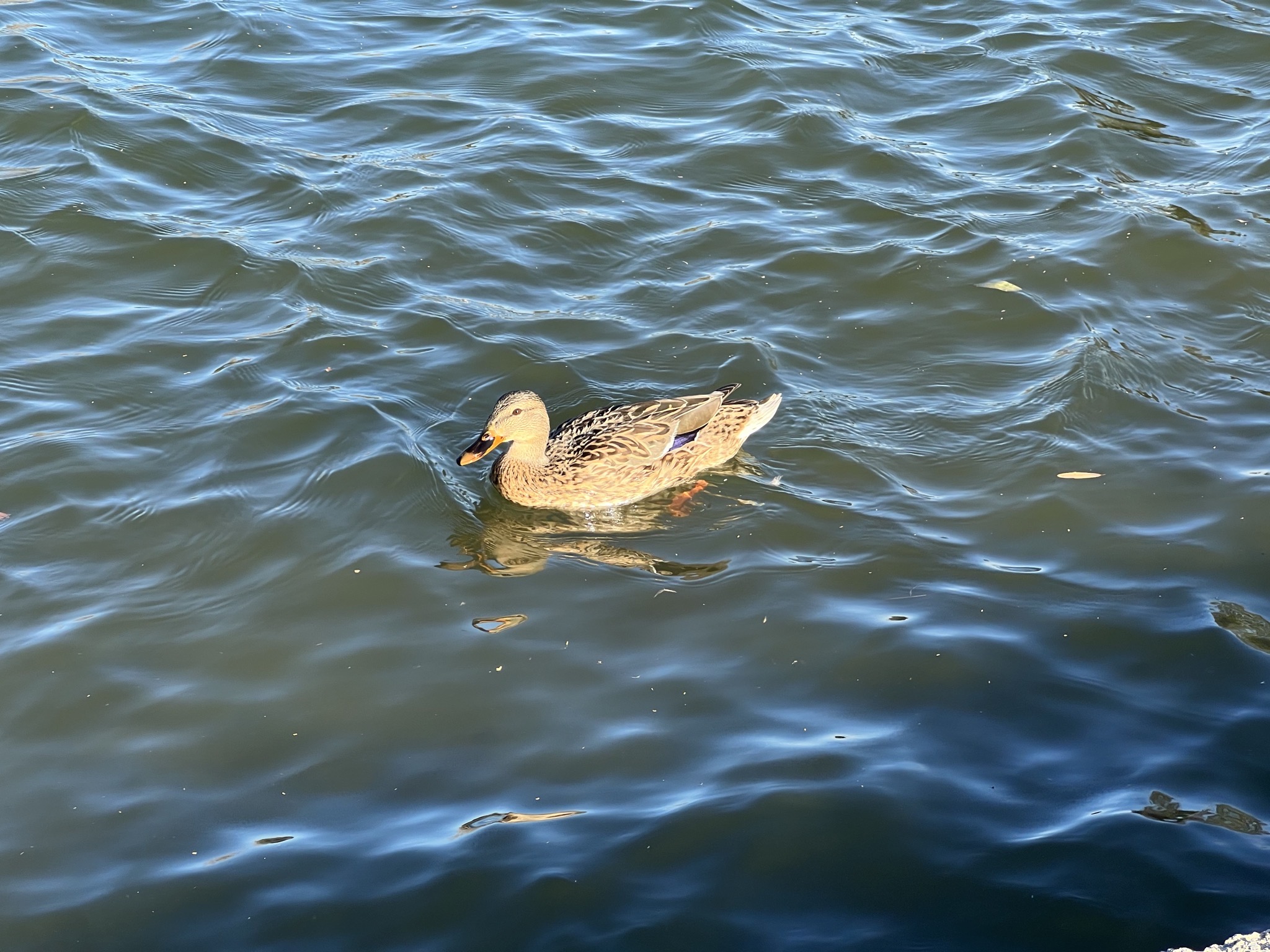 Duck