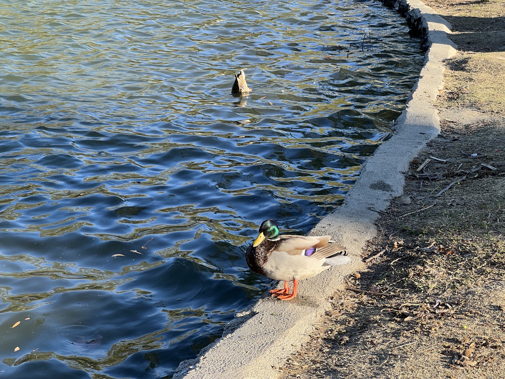 Ducks