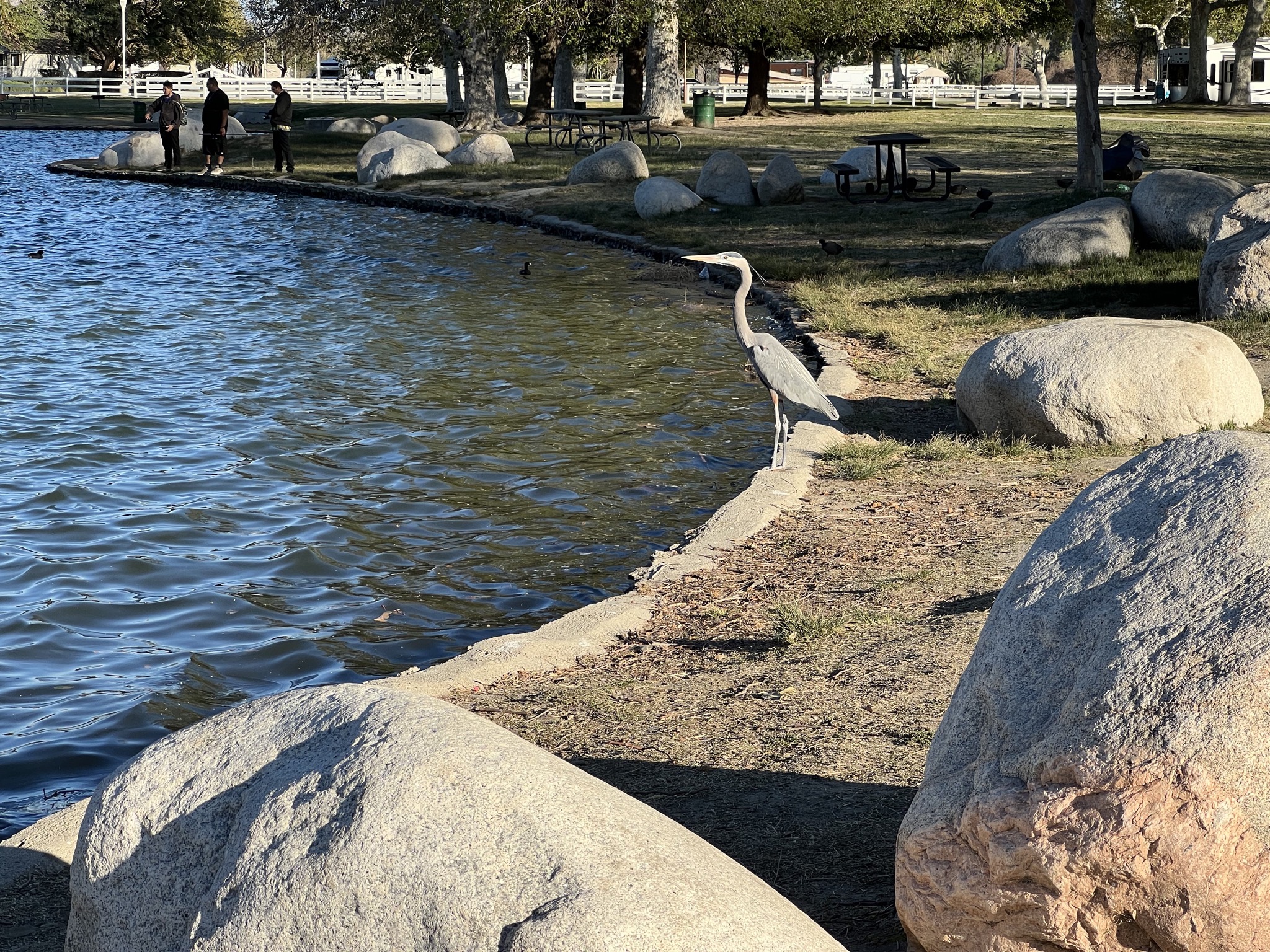 Heron