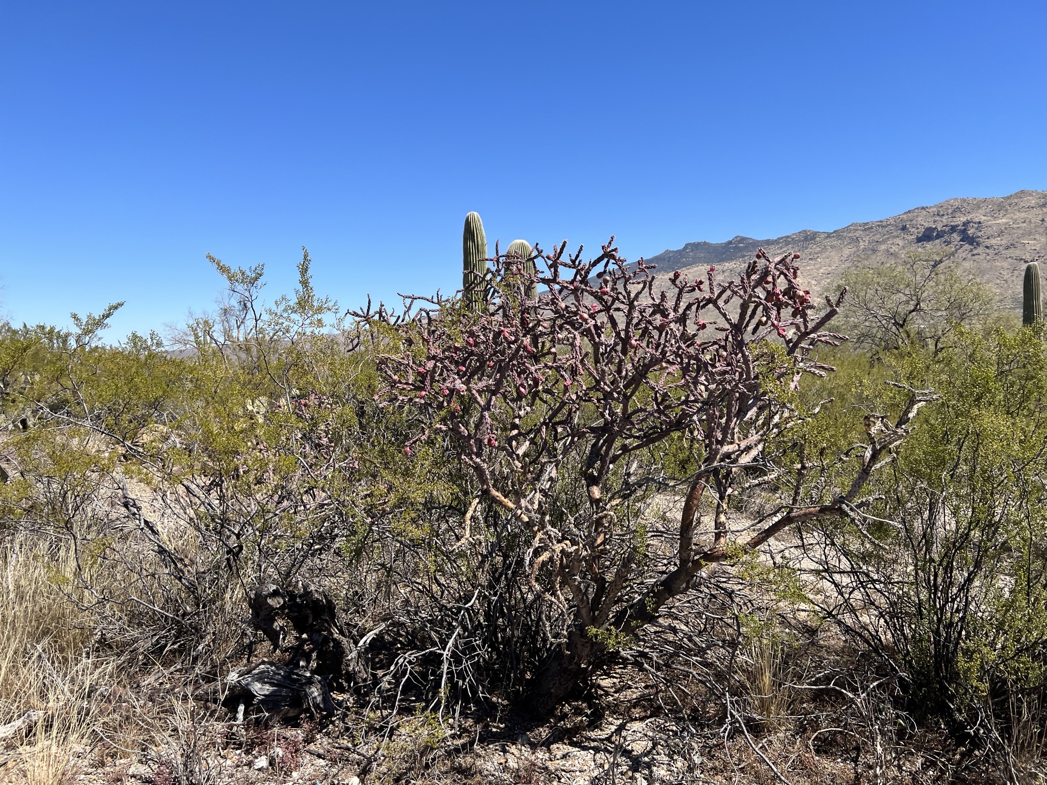 Cacti