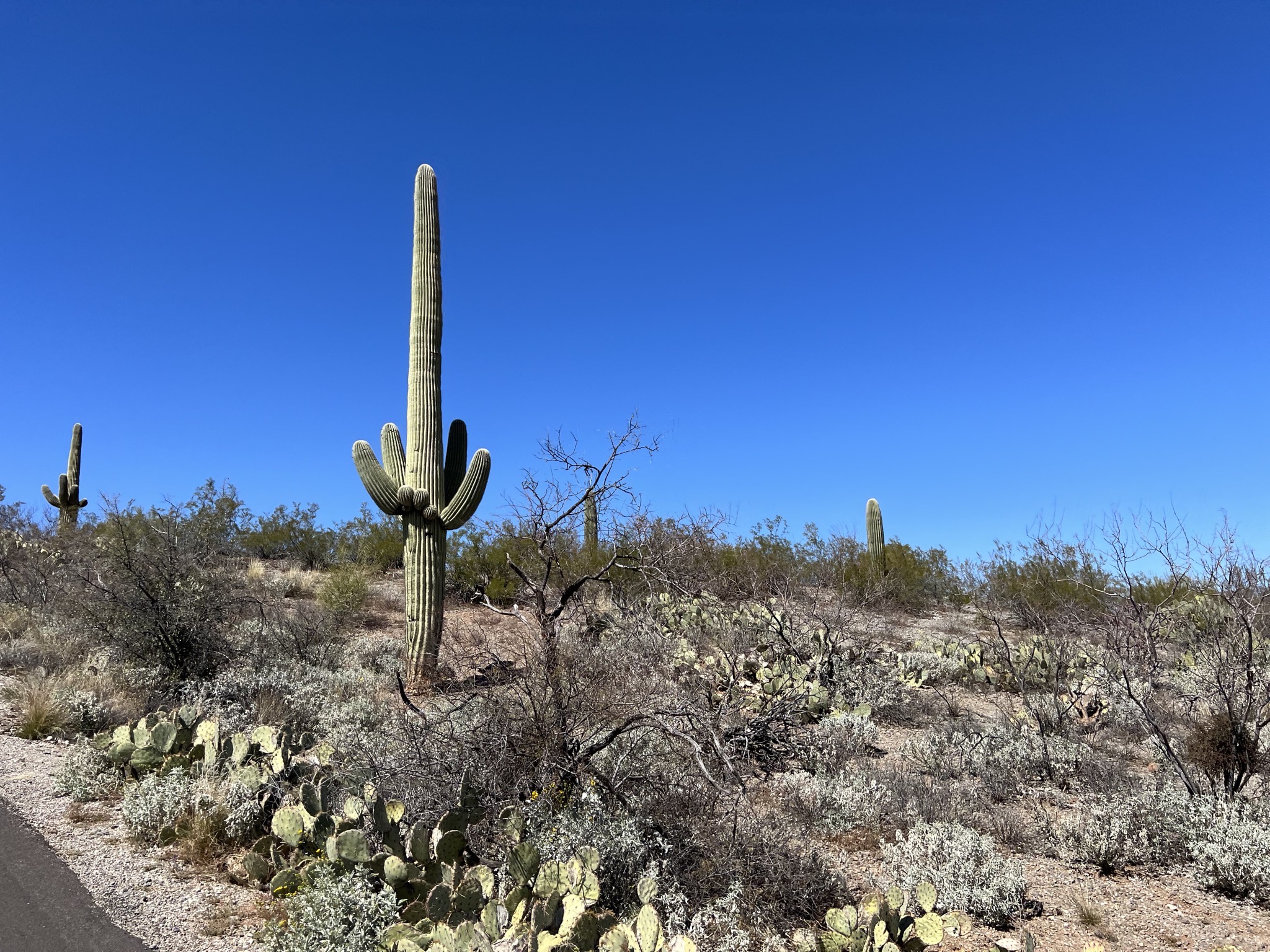 Cacti